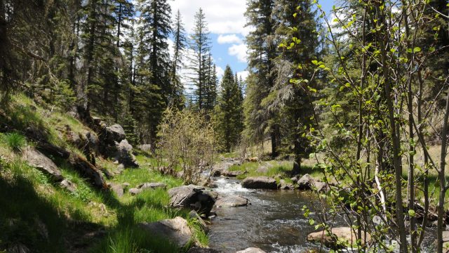 Thompson Trail Hike in the Apache-Sitgreaves National Forest