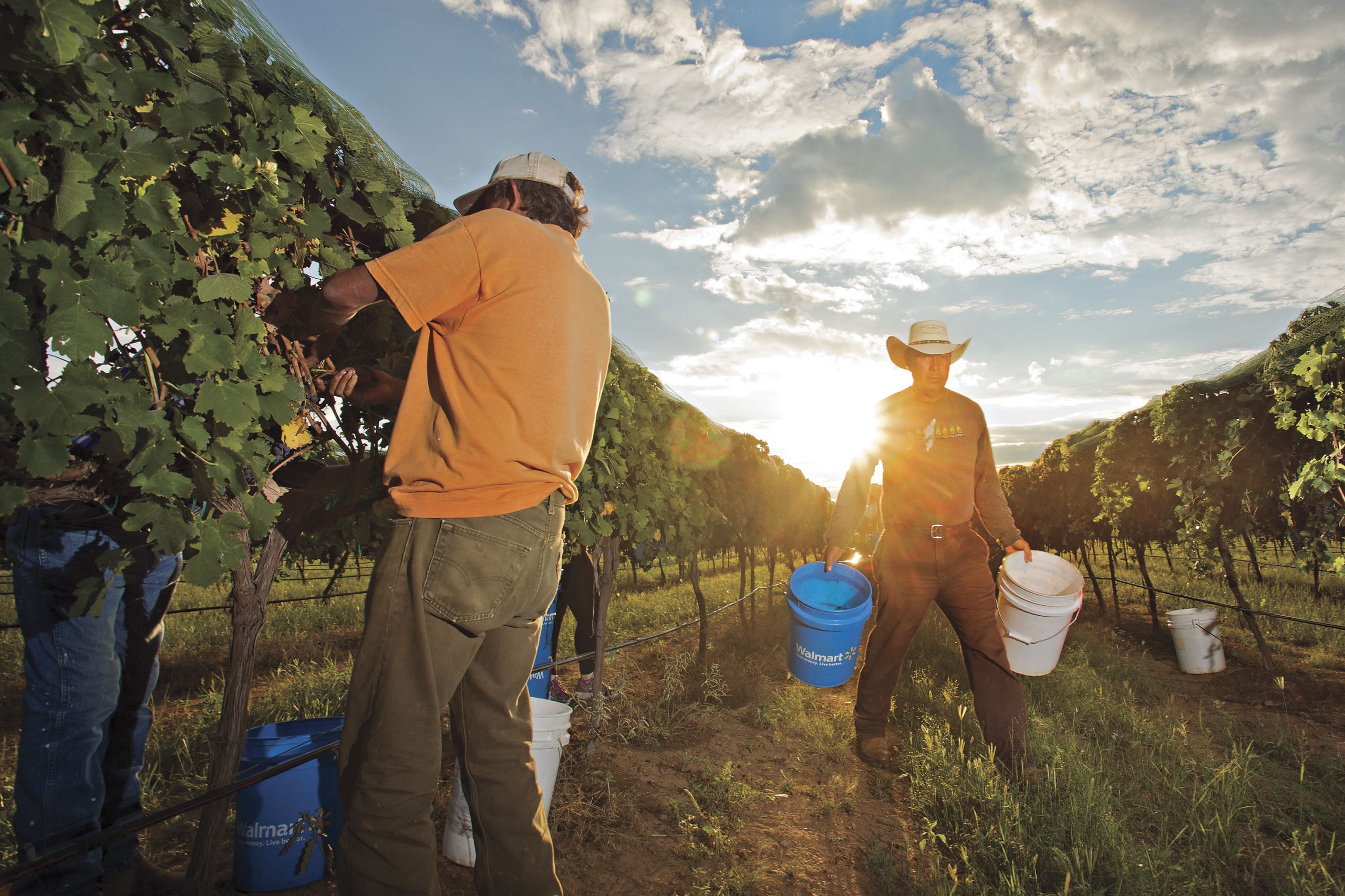 Pillsbury Wine Company vineyard; Photo by Richard Maack Pillsbury Wine Company vineyard; Photo by Richard Maack