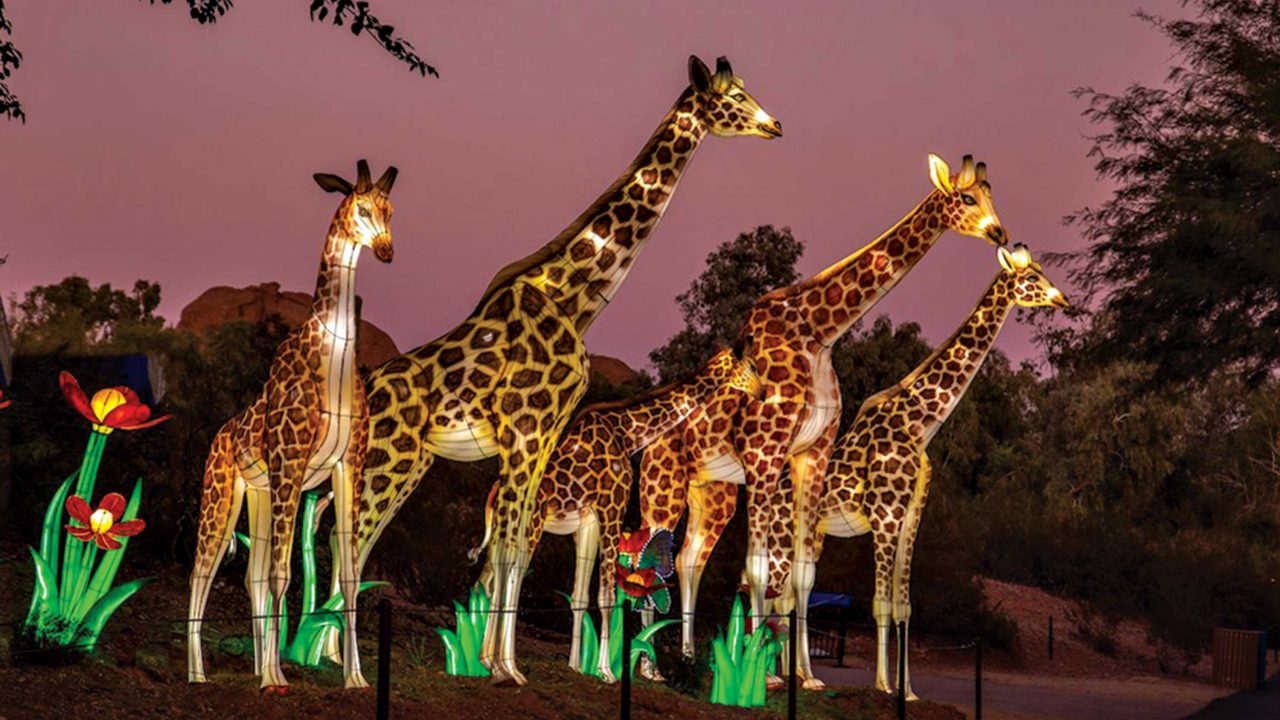 https://www.phoenixmag.com/wp-content/uploads/2022/12/zoolights-pm-1280x720.jpg