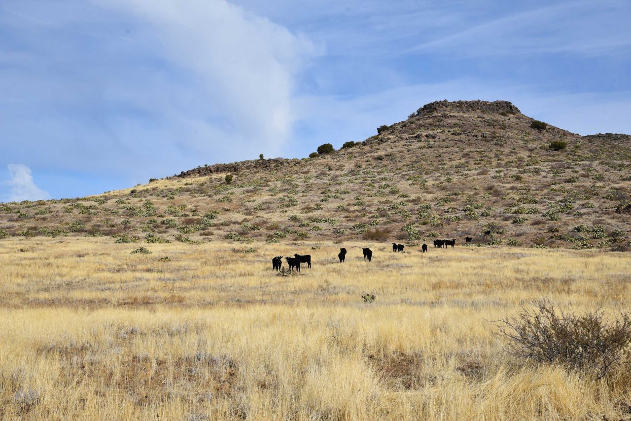 https://www.phoenixmag.com/wp-content/uploads/2023/04/cattle107-1280x853.jpg