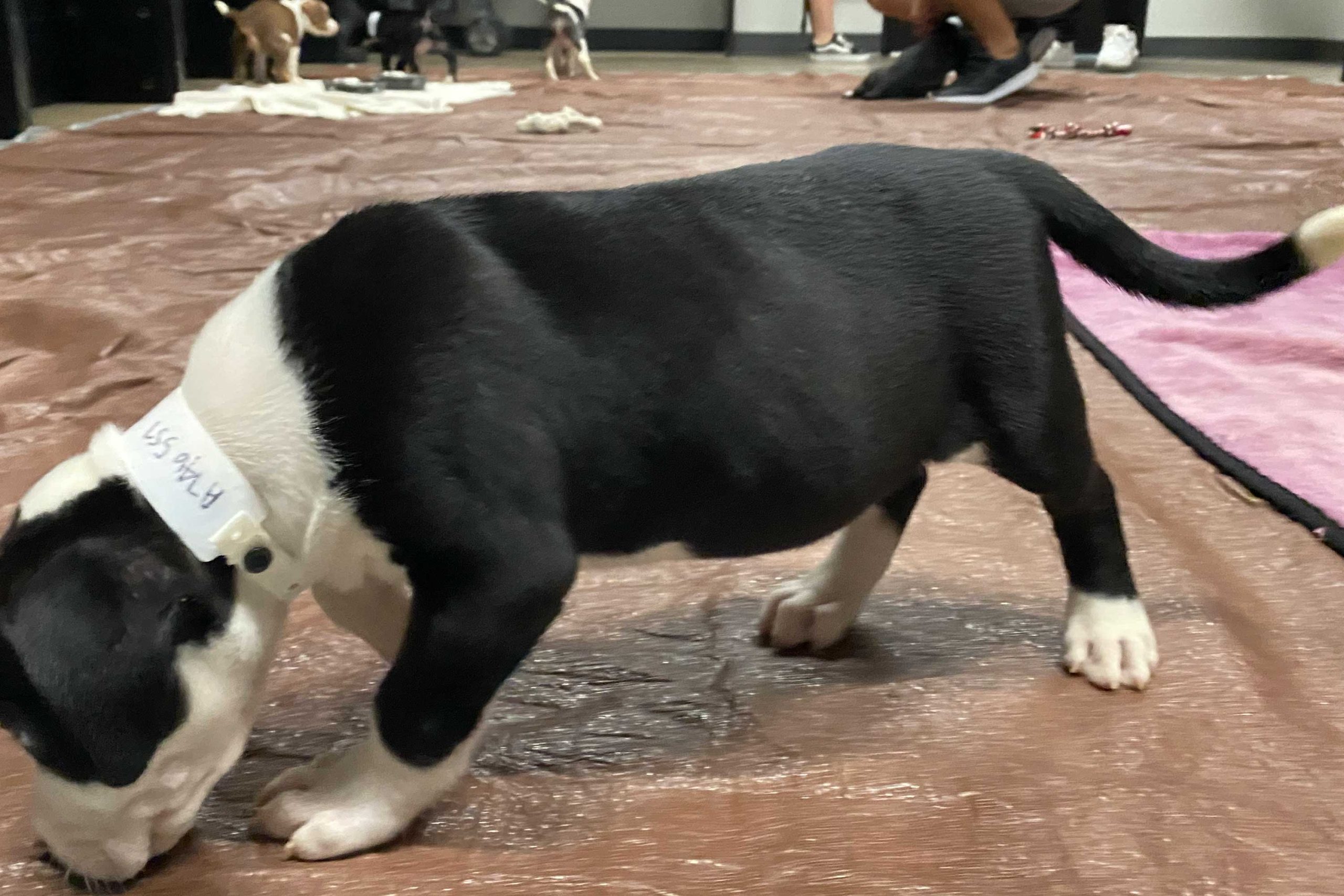 doggo