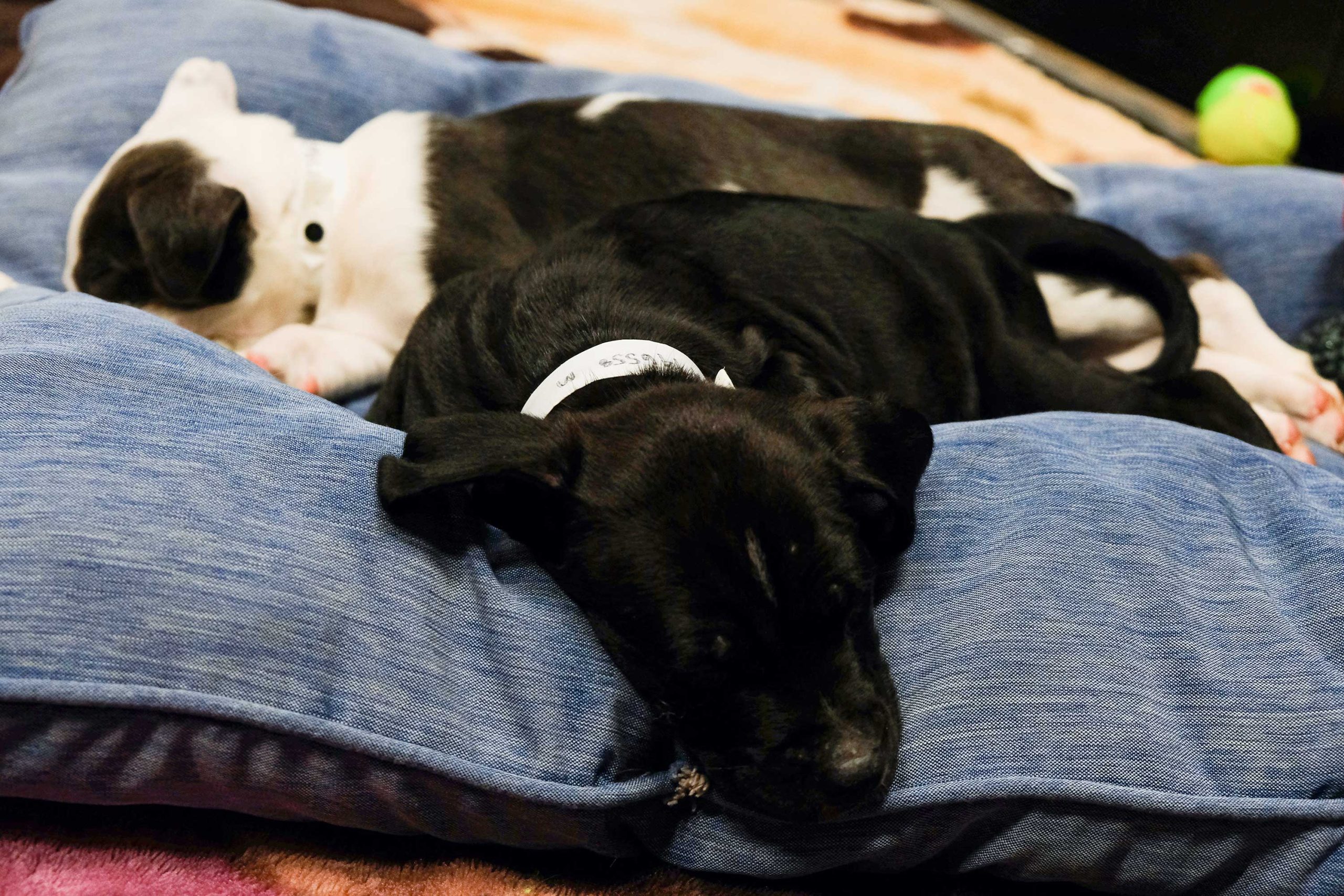 puppies-sleepy