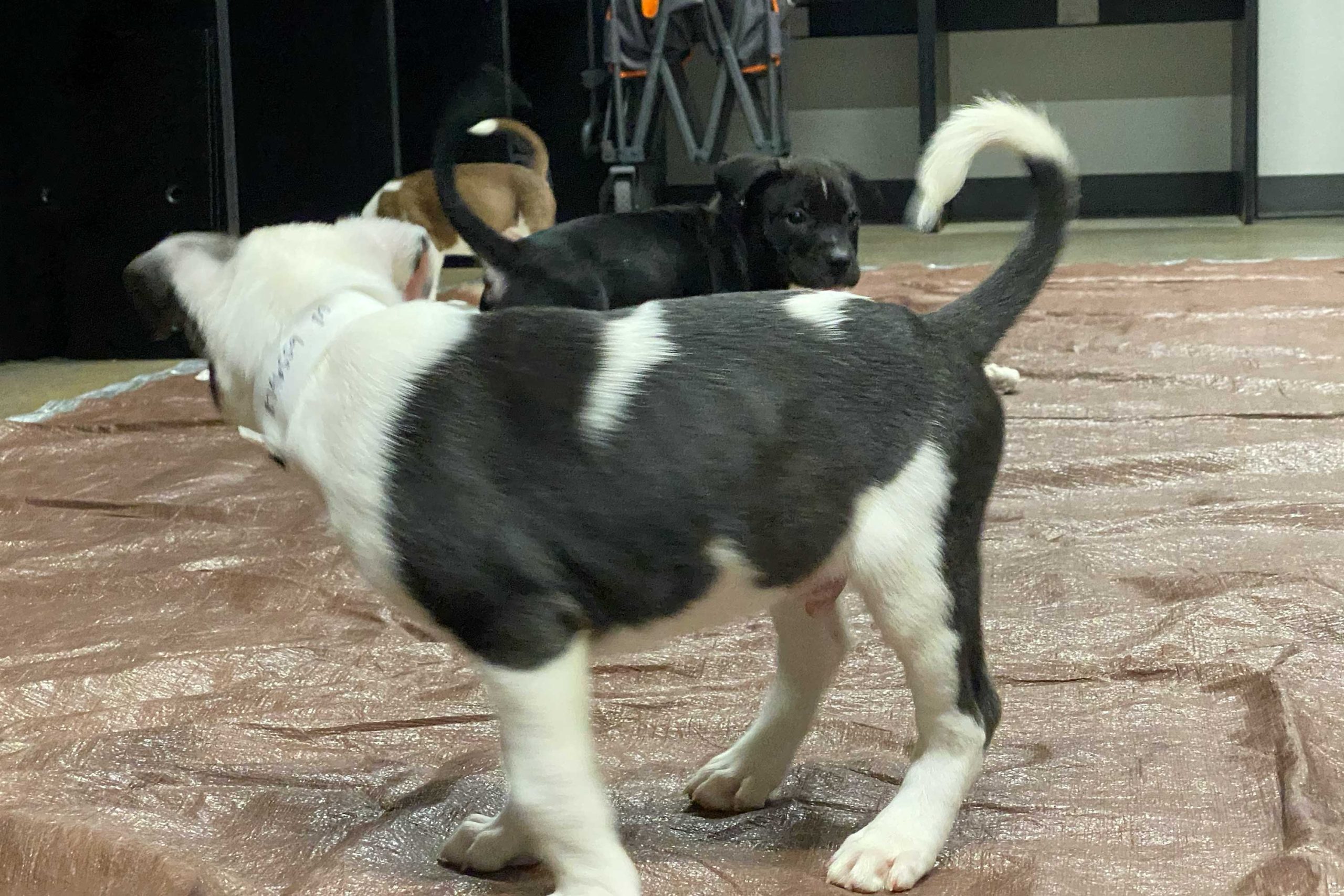 pupps-2