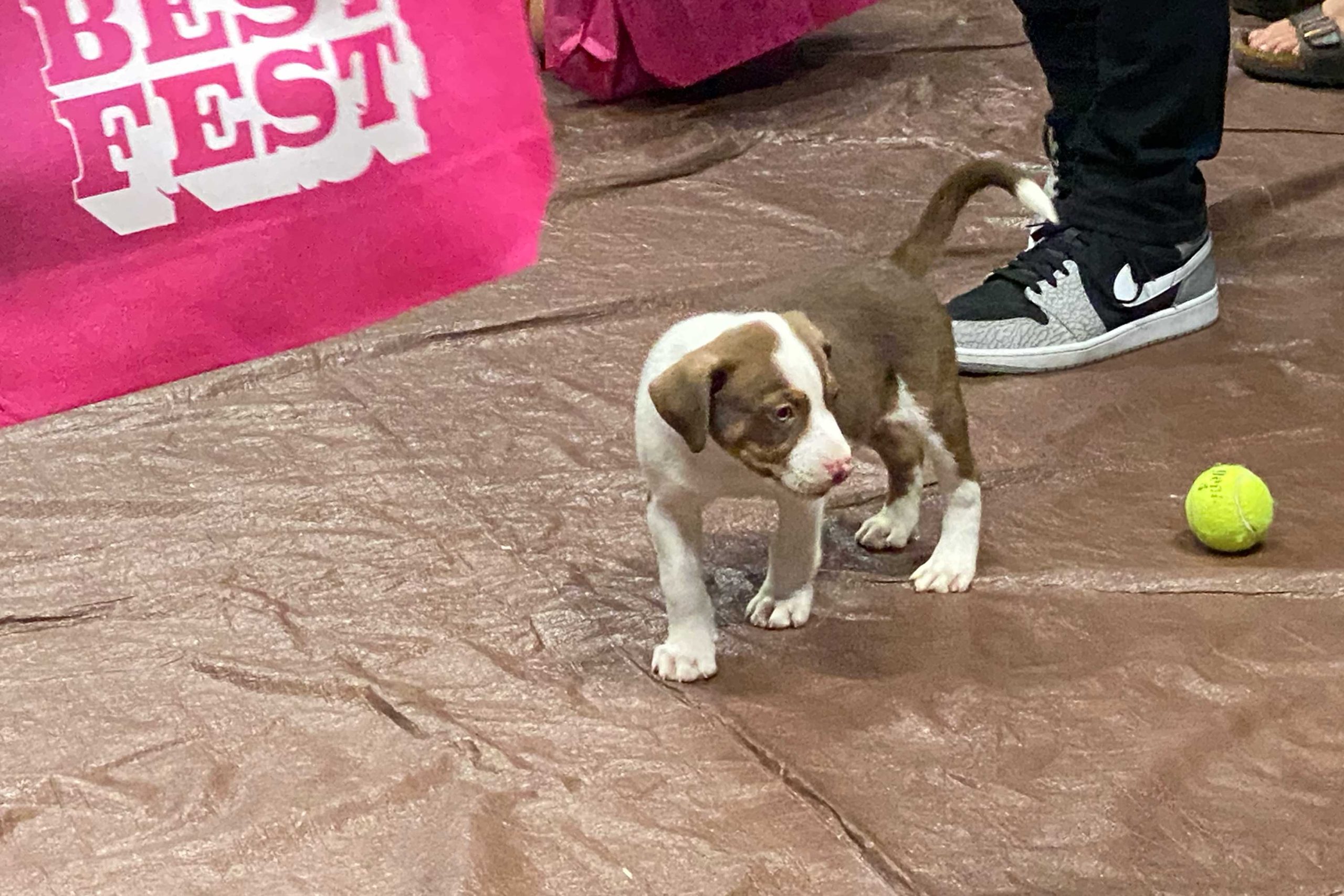 puppy