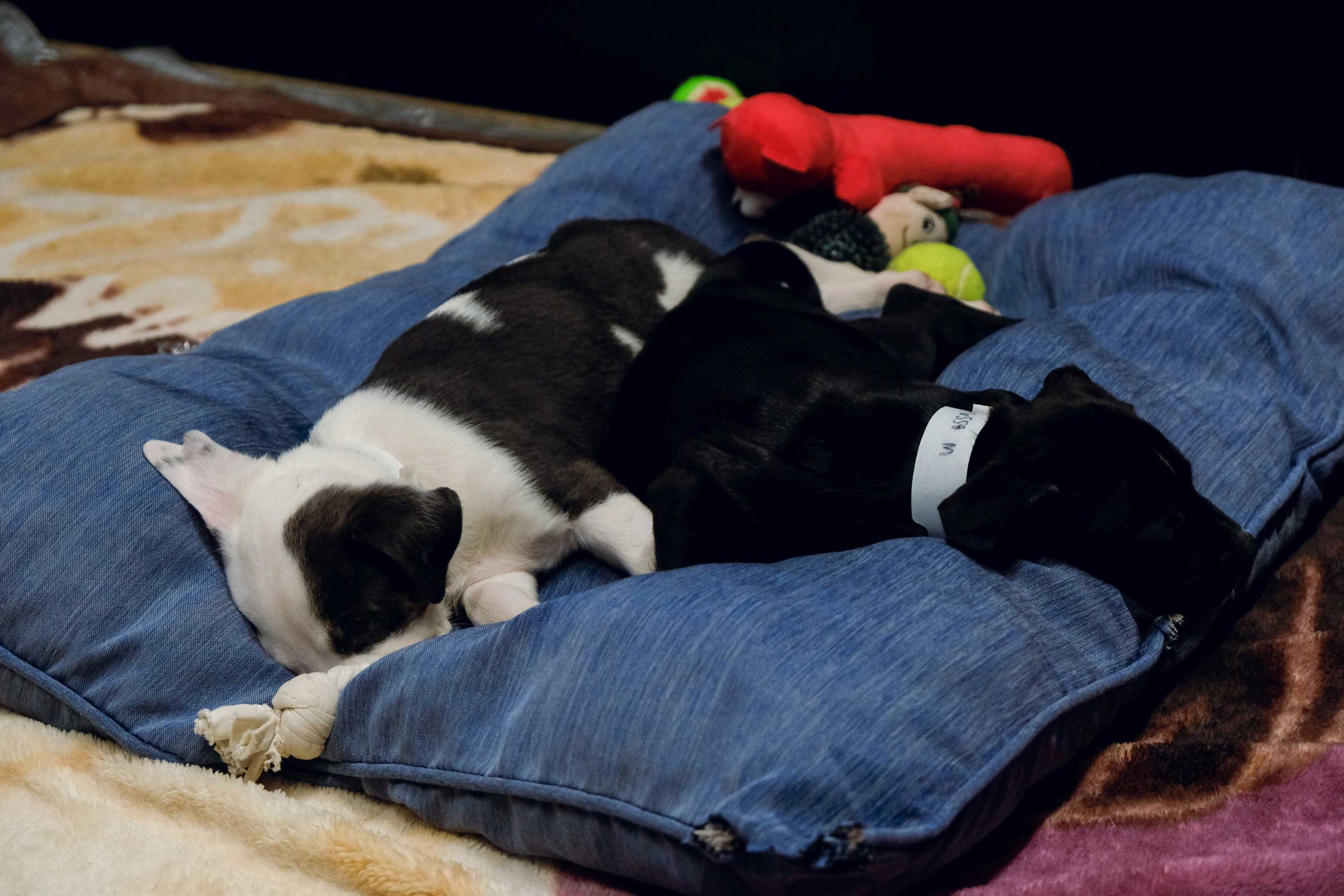 tired-dogs