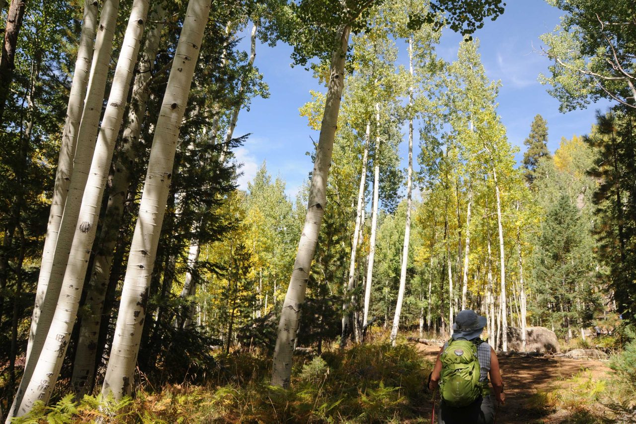 https://www.phoenixmag.com/wp-content/uploads/2023/10/AspenTrunks-1280x853.jpg