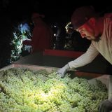 Pav on Juice: Arizona Wineries Ecstatic for 2023 Harvest