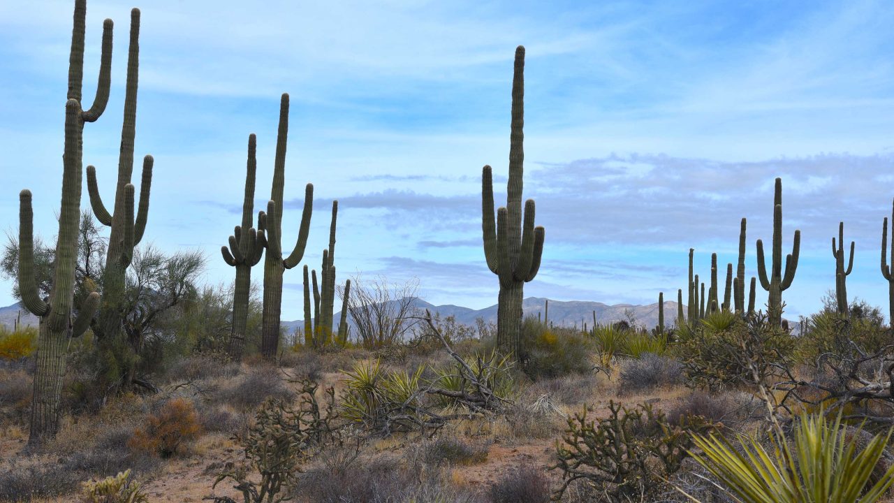 https://www.phoenixmag.com/wp-content/uploads/2023/11/CorralSaguaros76-1280x720.jpg
