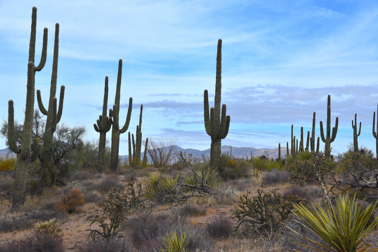 https://www.phoenixmag.com/wp-content/uploads/2023/11/CorralSaguaros76-1280x853.jpg