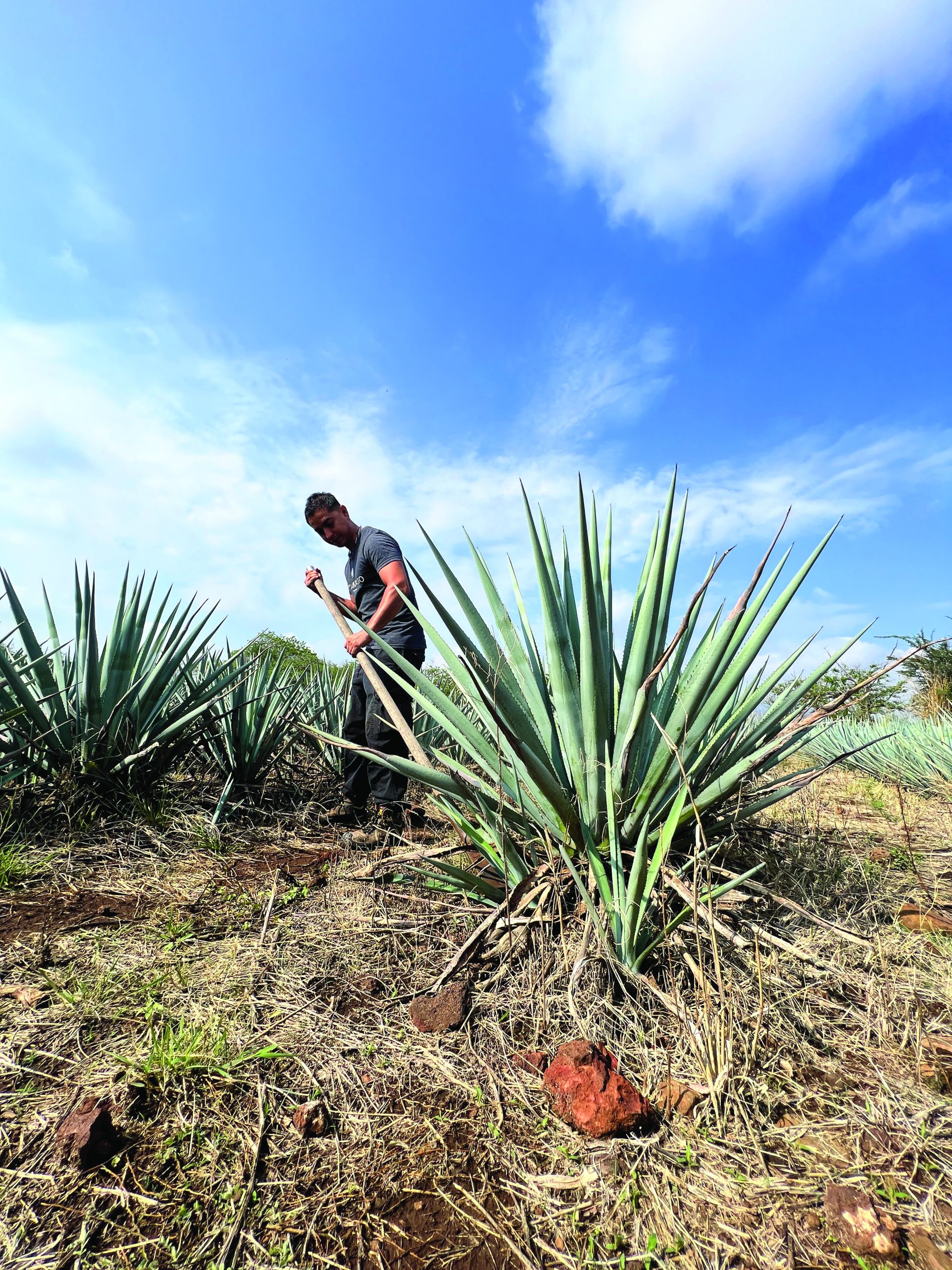 A jimador (agave farmer) at Atanasio harvesting “hijuelos” (pups) from a Blue Weber agave mother plant