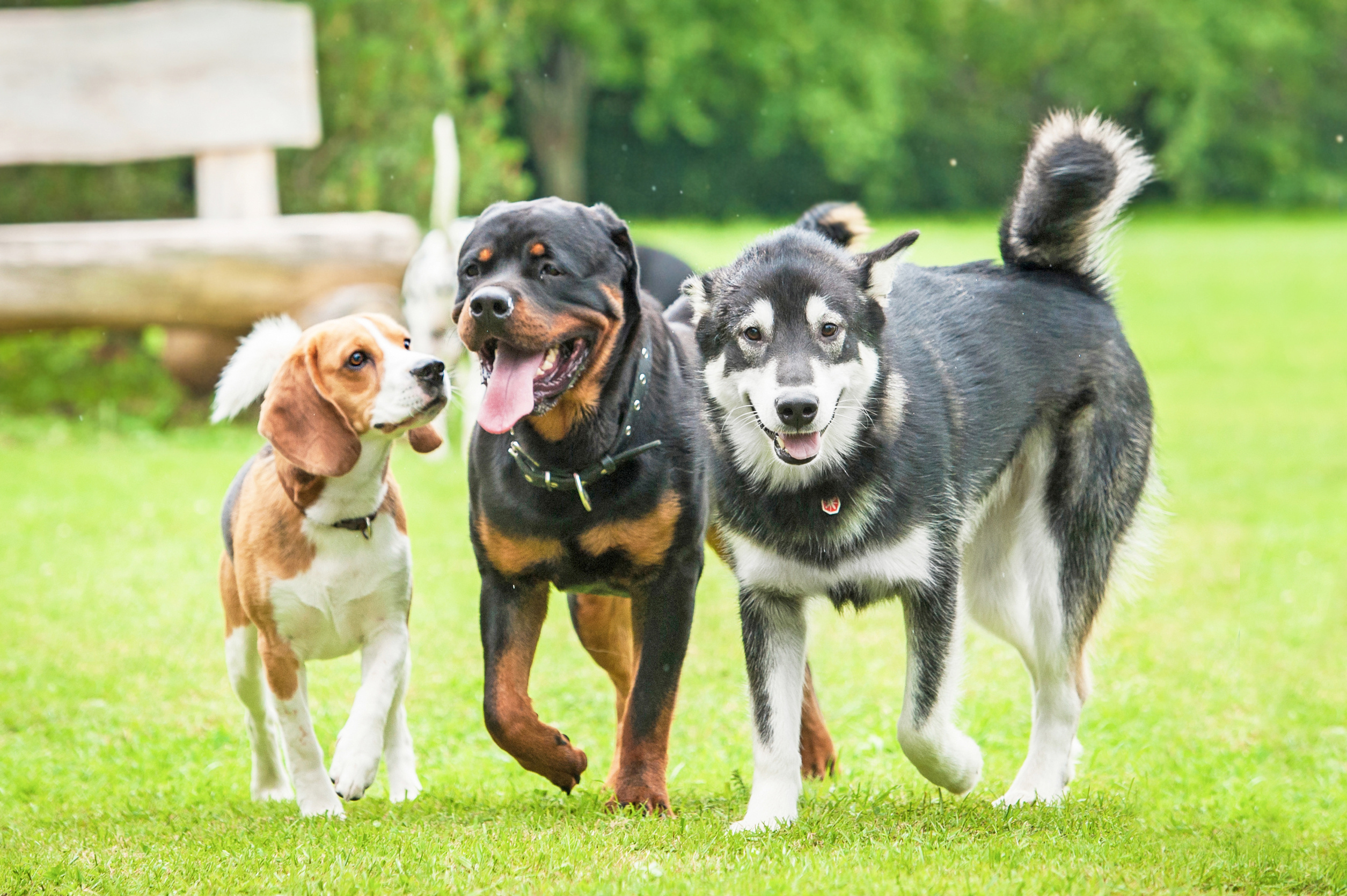 Three dogs running in the yard https://www.phoenixmag.com/wp-content/uploads/2023/12/AdobeStock_74093746.jpeg