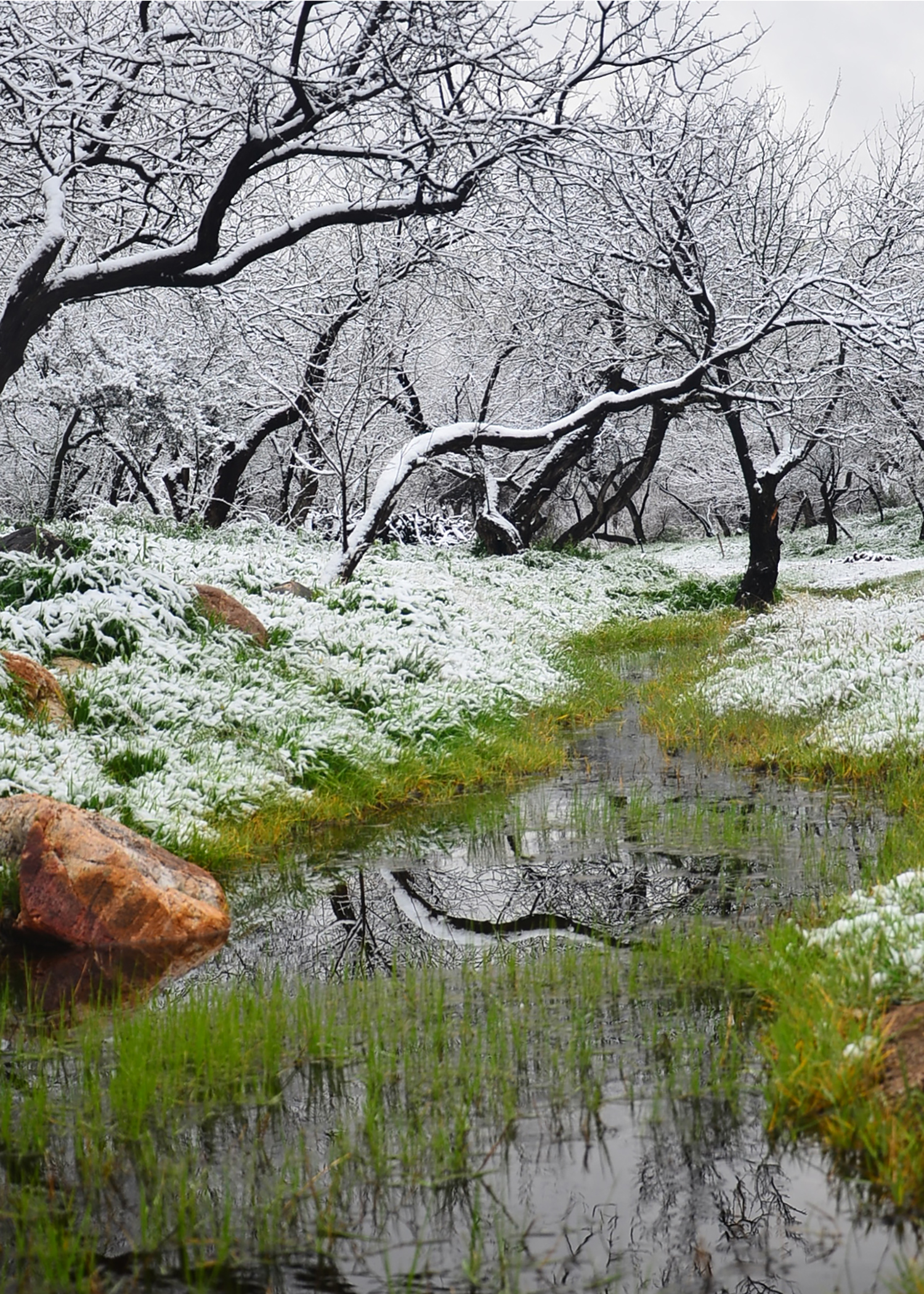 Last year's first place winner, "Rare March snow in Sabino Creek" by Arianna DuPont of Tucson Last year's first place winner, "Rare March snow in Sabino Creek" by Arianna DuPont of Tucson