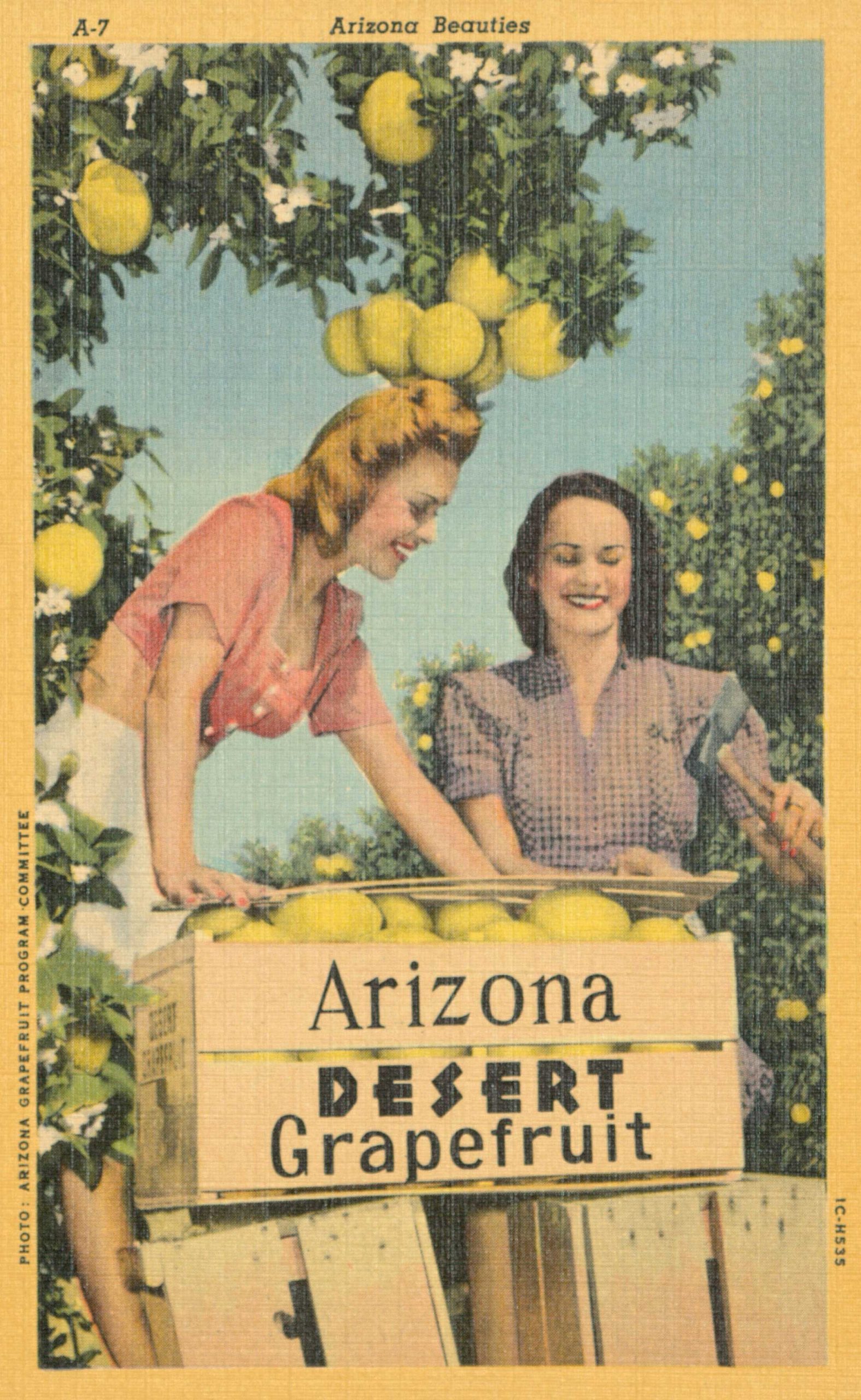 1930's grapefruit postcard