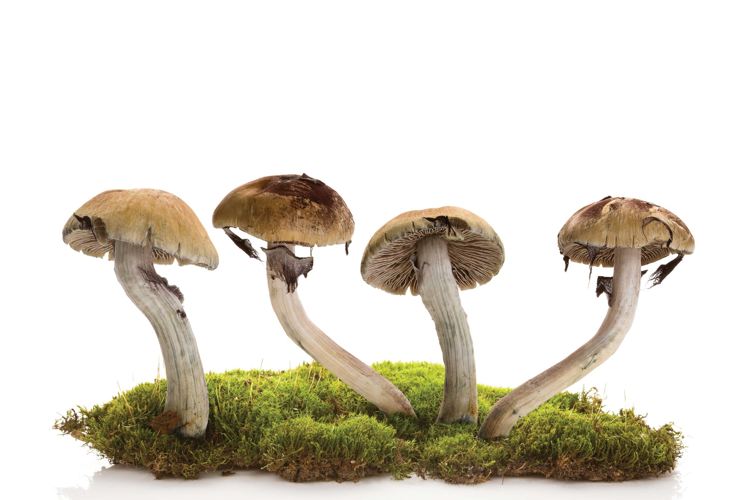PHM0424SHROOMS01 https://www.phoenixmag.com/wp-content/uploads/2024/03/PHM0424SHROOMS01-scaled.jpg