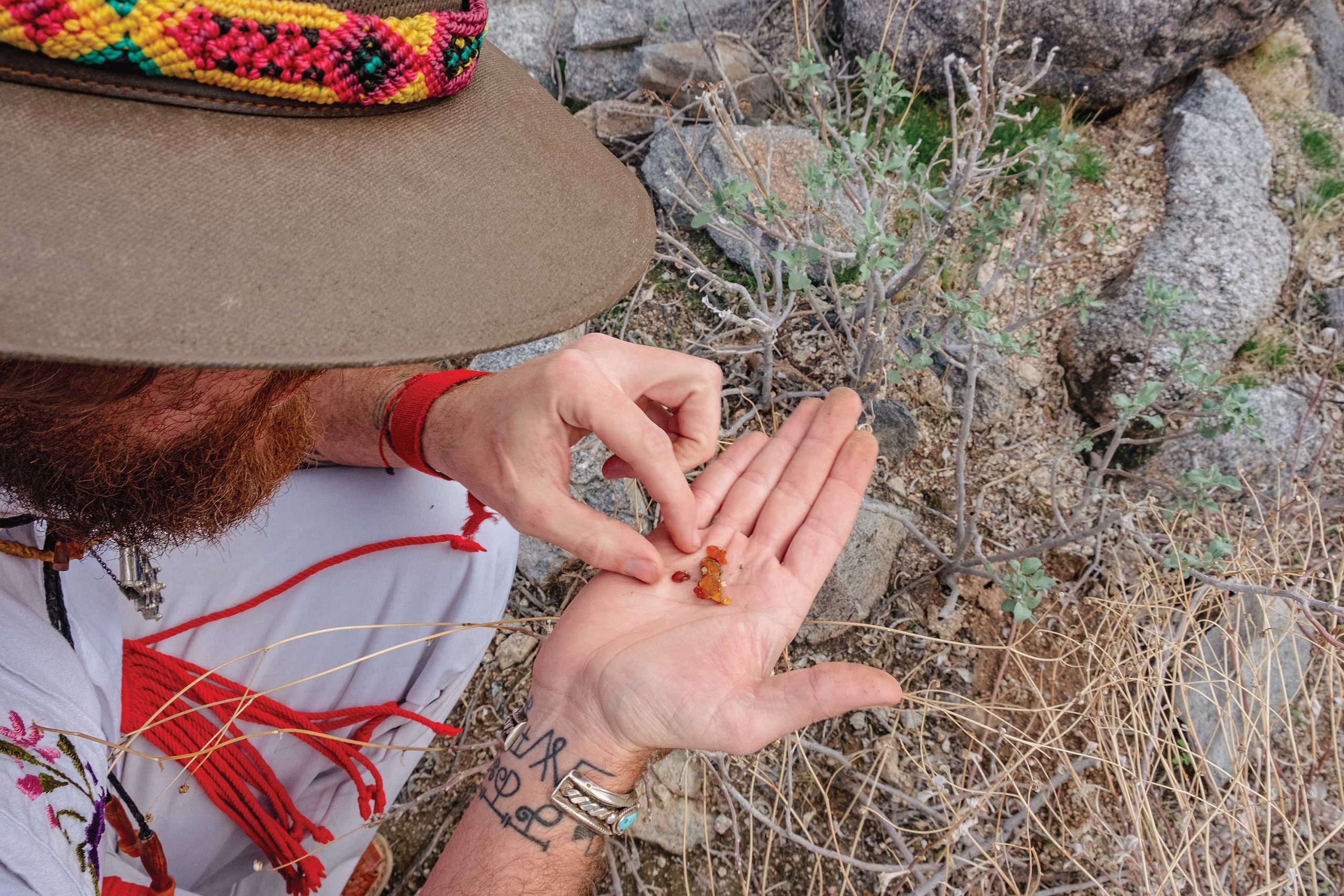 Villa says "we always ask permission from the plant before taking any of its medicine and always give prayer of thanks and gratitude to the plant for offering its medicine to us."