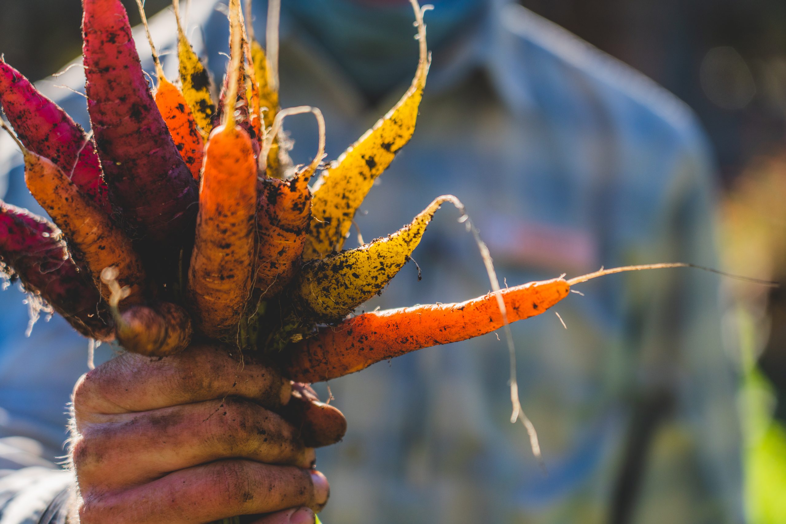 Carrots https://www.phoenixmag.com/wp-content/uploads/2024/05/Carrots-scaled.jpg