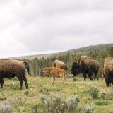 Beasts of the Teton