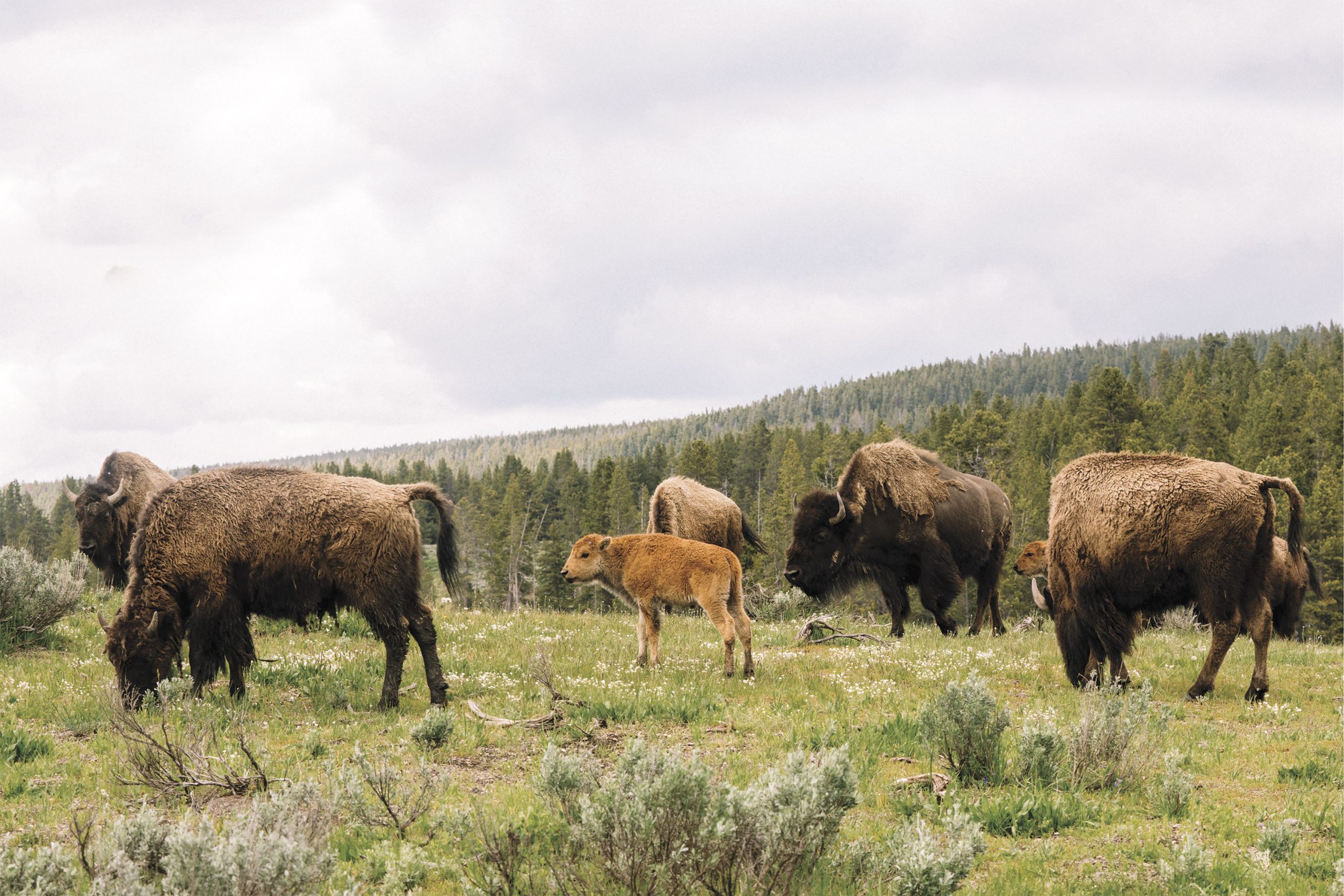 Photo Courtesy Amangani, Jackson Hole