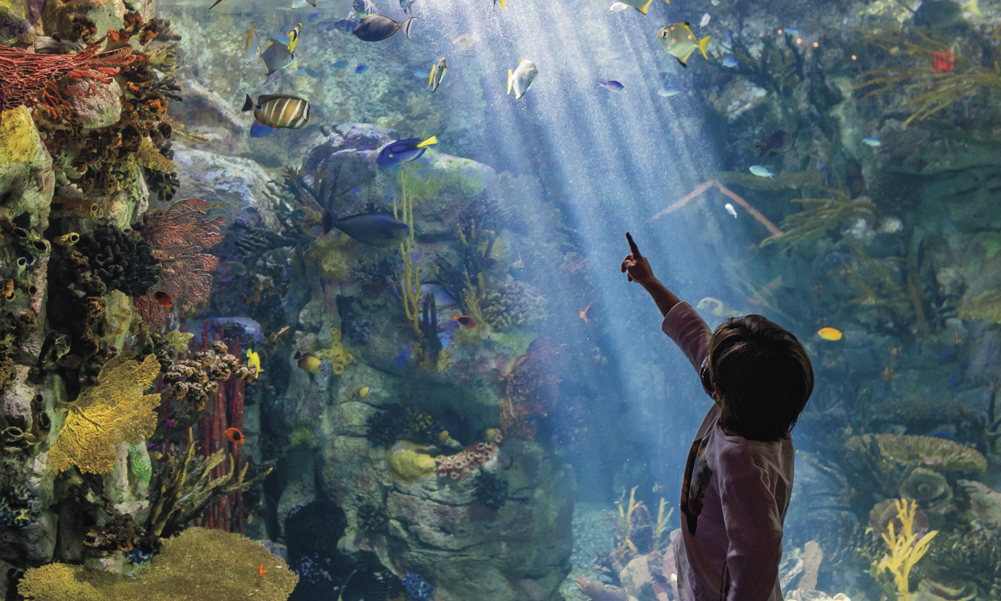 Birch Aquarium Birch Aquarium