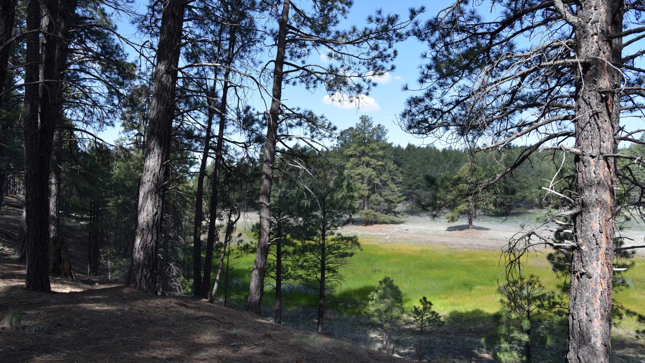 https://www.phoenixmag.com/wp-content/uploads/2024/05/PonderosaTrail34-1280x720.jpg