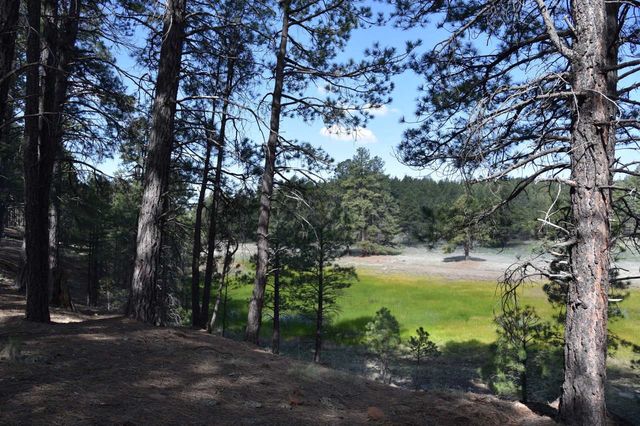 https://www.phoenixmag.com/wp-content/uploads/2024/05/PonderosaTrail34-1280x853.jpg