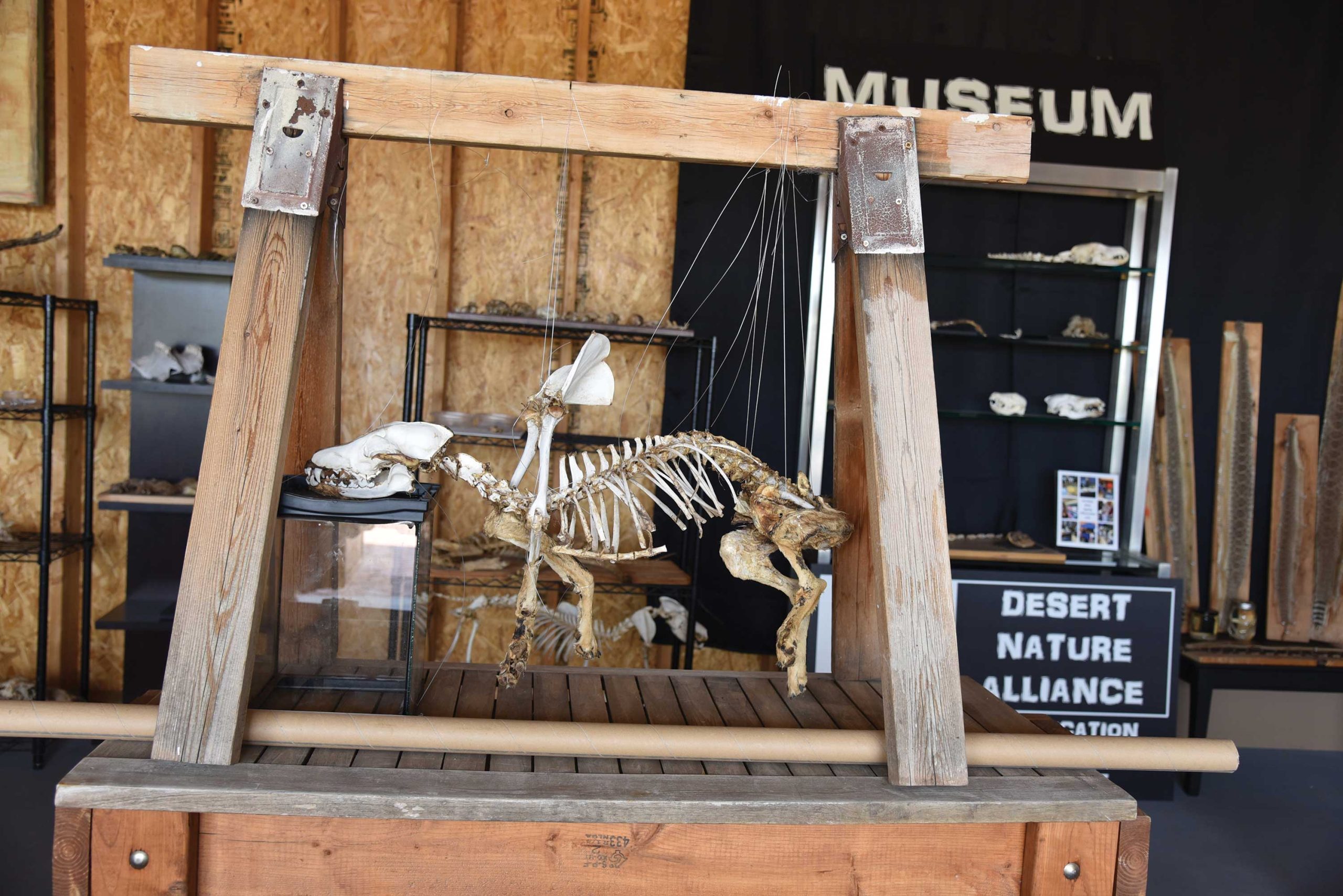 The Desert Nature Alliance Museum The Desert Nature Alliance Museum