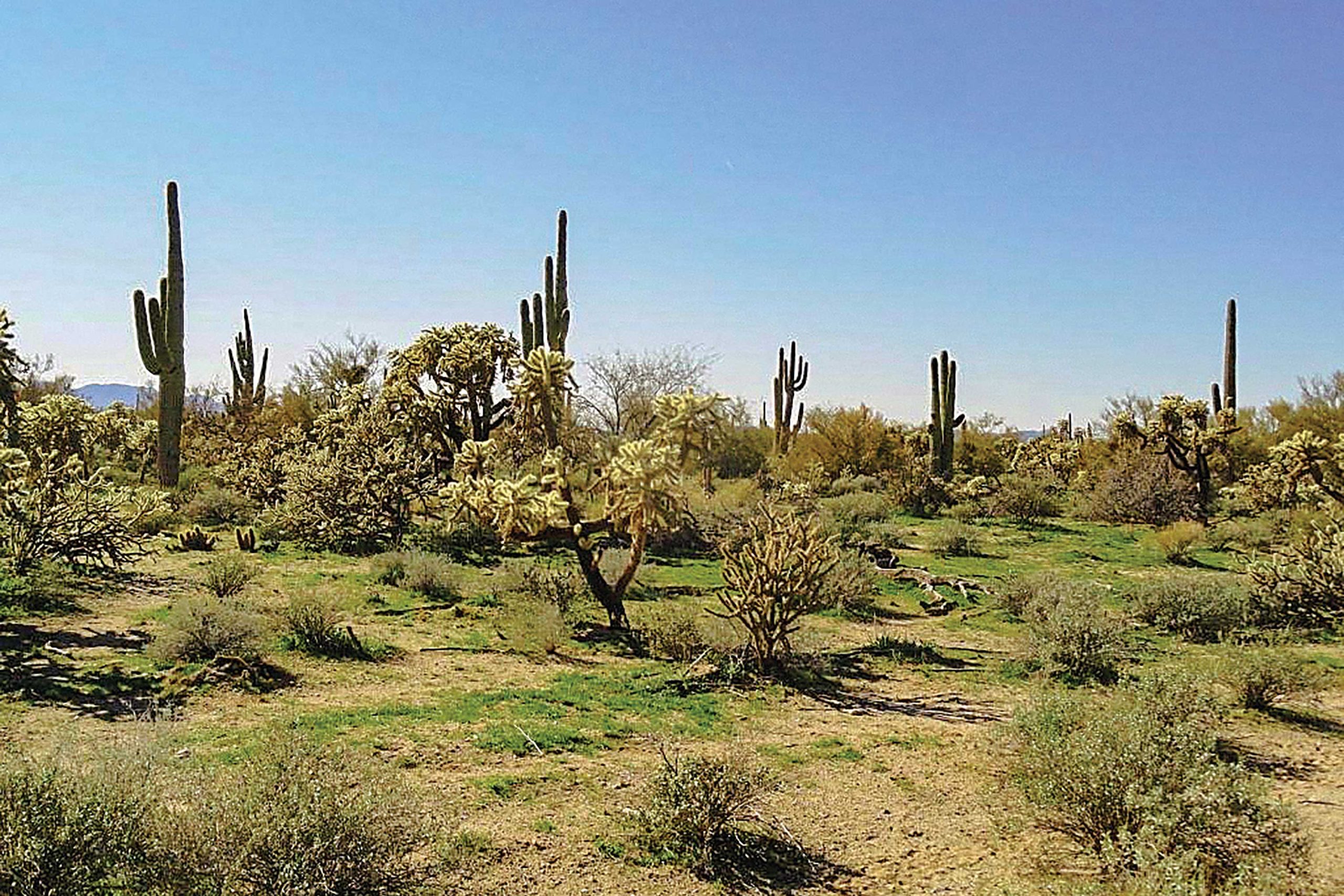 PHM0824pioneer_parkway01 https://www.phoenixmag.com/wp-content/uploads/2024/06/PHM0824pioneer_parkway01-scaled.jpg