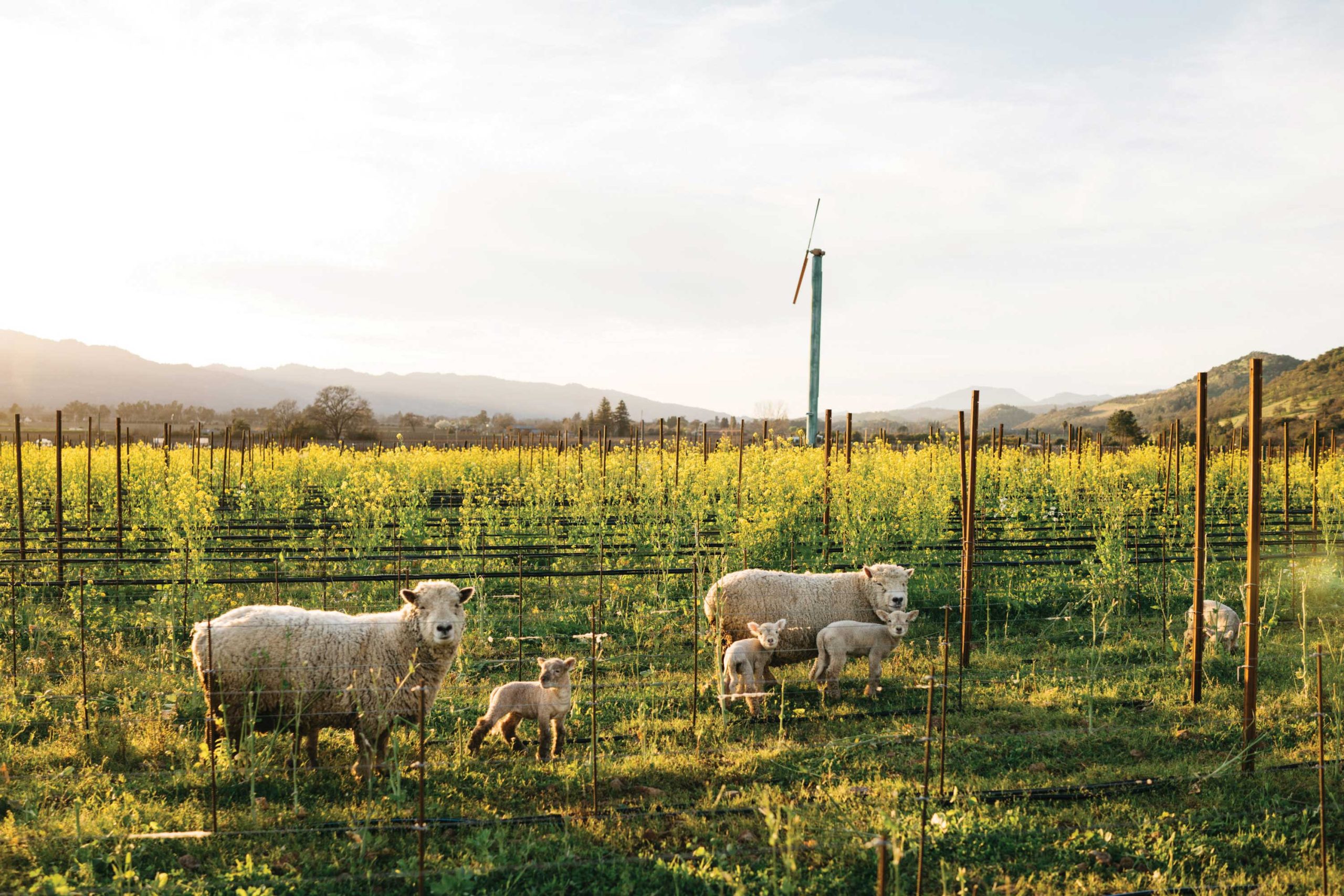 Rudd Estate in Napa uses livestock to control growth in its vineyards as part of its biodynamic philosophy.