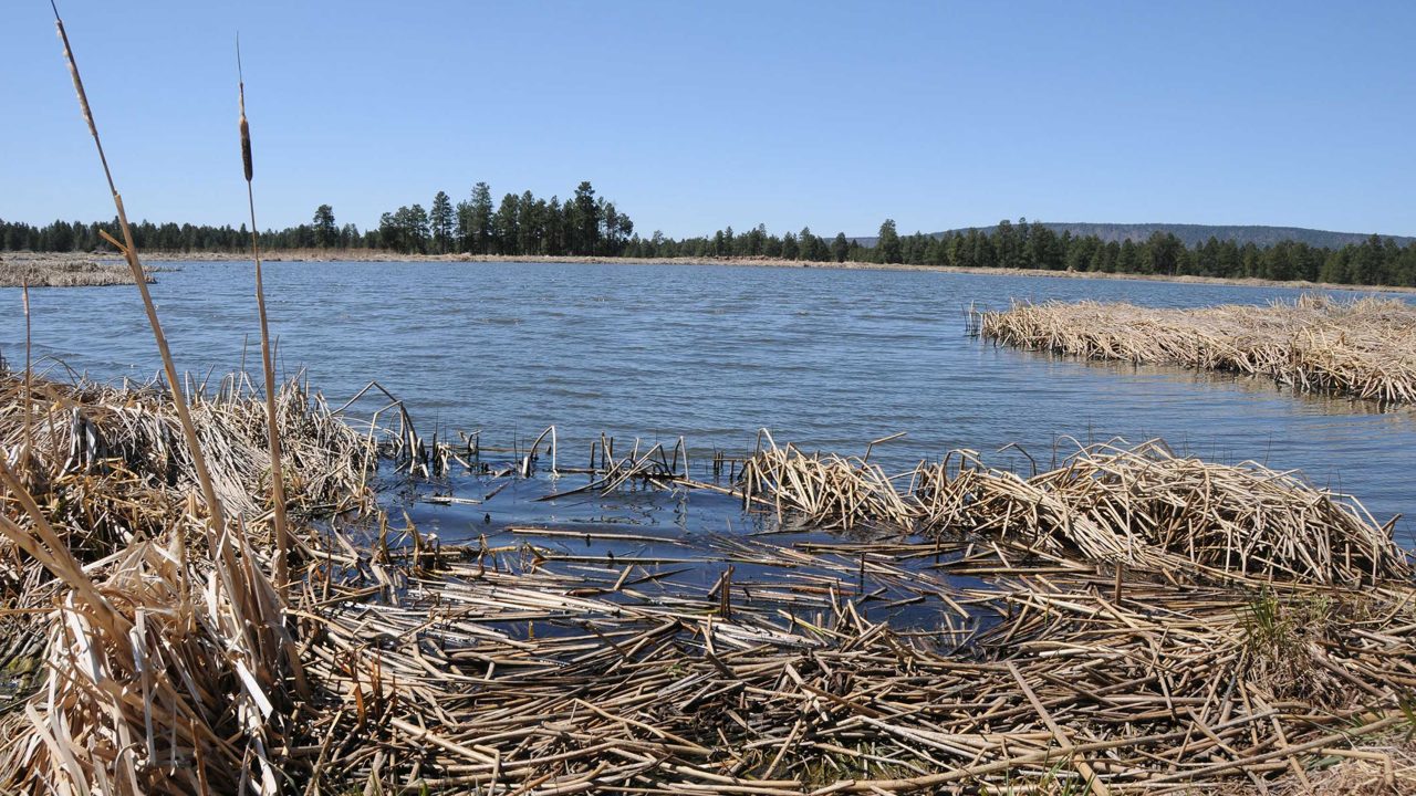 https://www.phoenixmag.com/wp-content/uploads/2024/07/WetlandsCattails43-1280x720.jpg