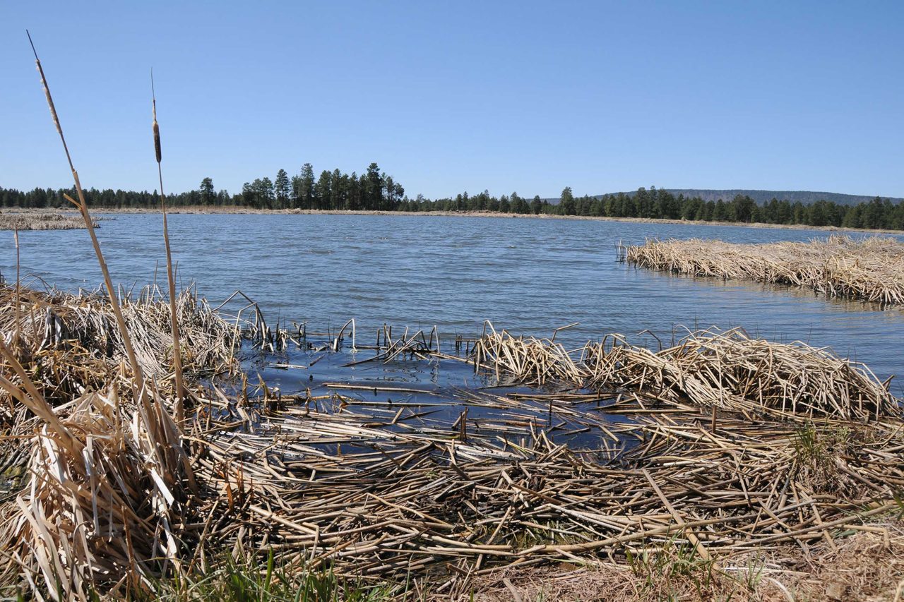 https://www.phoenixmag.com/wp-content/uploads/2024/07/WetlandsCattails43-1280x853.jpg