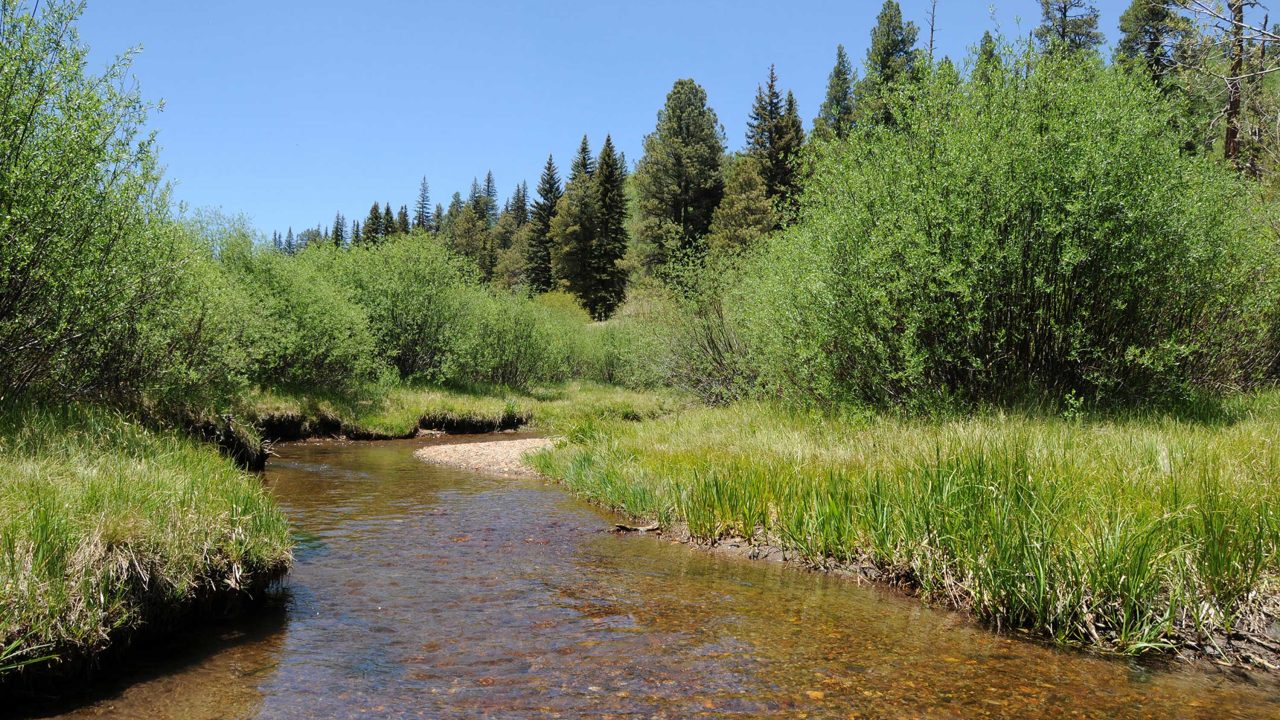 https://www.phoenixmag.com/wp-content/uploads/2024/08/SheepCrossing992-1280x720.jpg