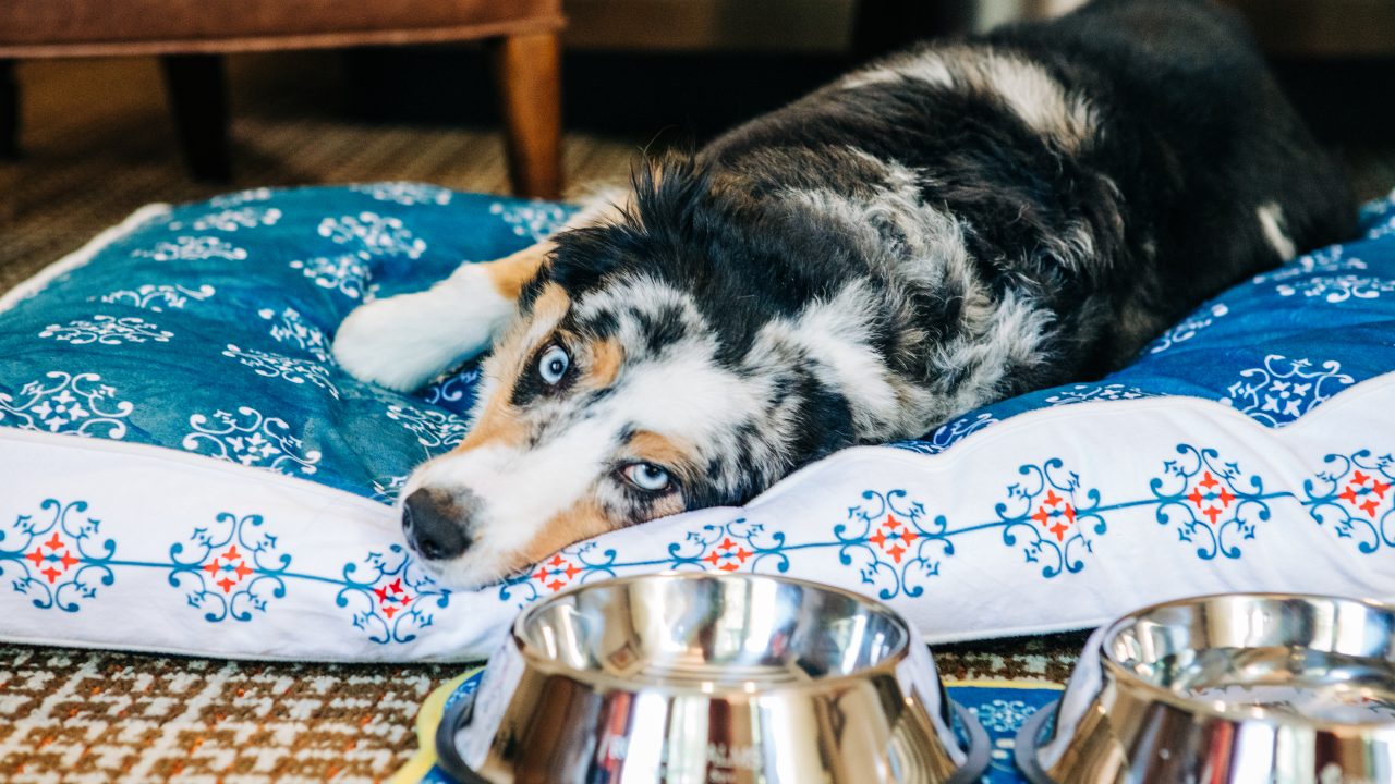 https://www.phoenixmag.com/wp-content/uploads/2024/08/royalpaws_highres-15-1280x720.jpg