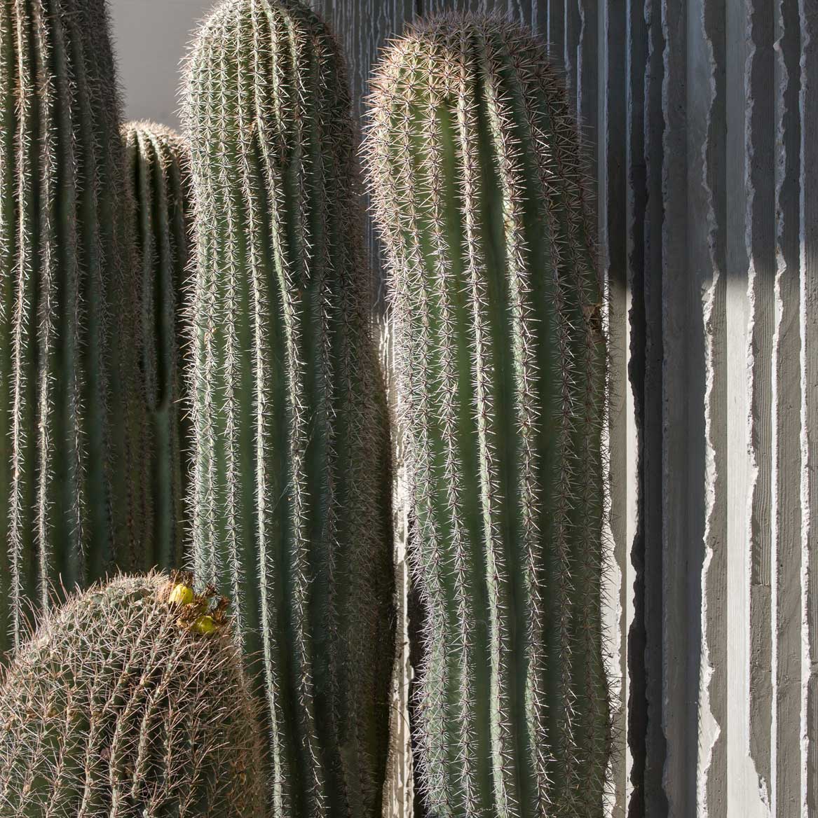 1727451579___SMOWCactusGardenCloseupwRibbedFacade_PhotobyBillTimmerman_CourtesyStudioMa