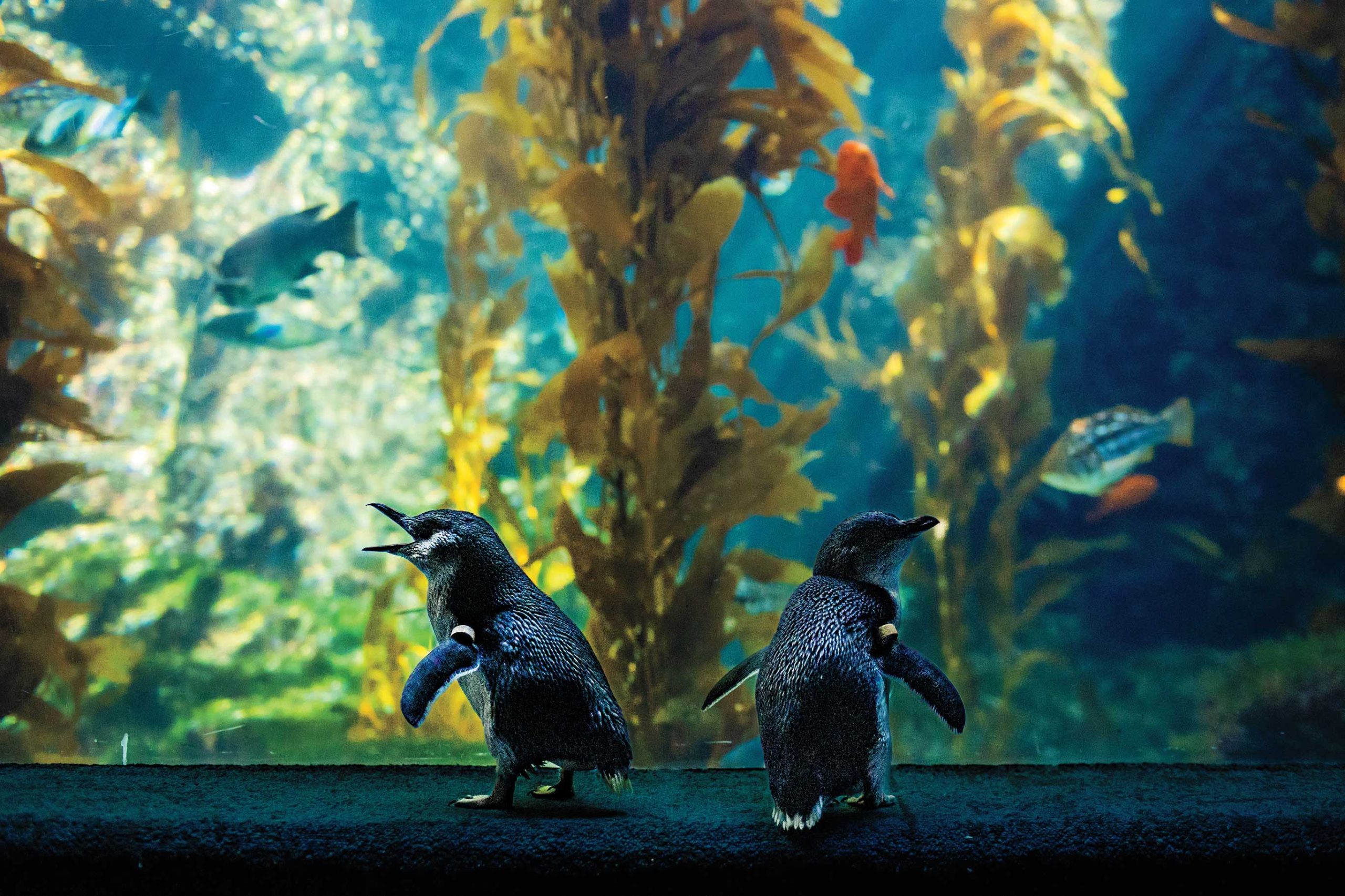 Photo courtesy Birch Aquarium Photo courtesy Birch Aquarium
