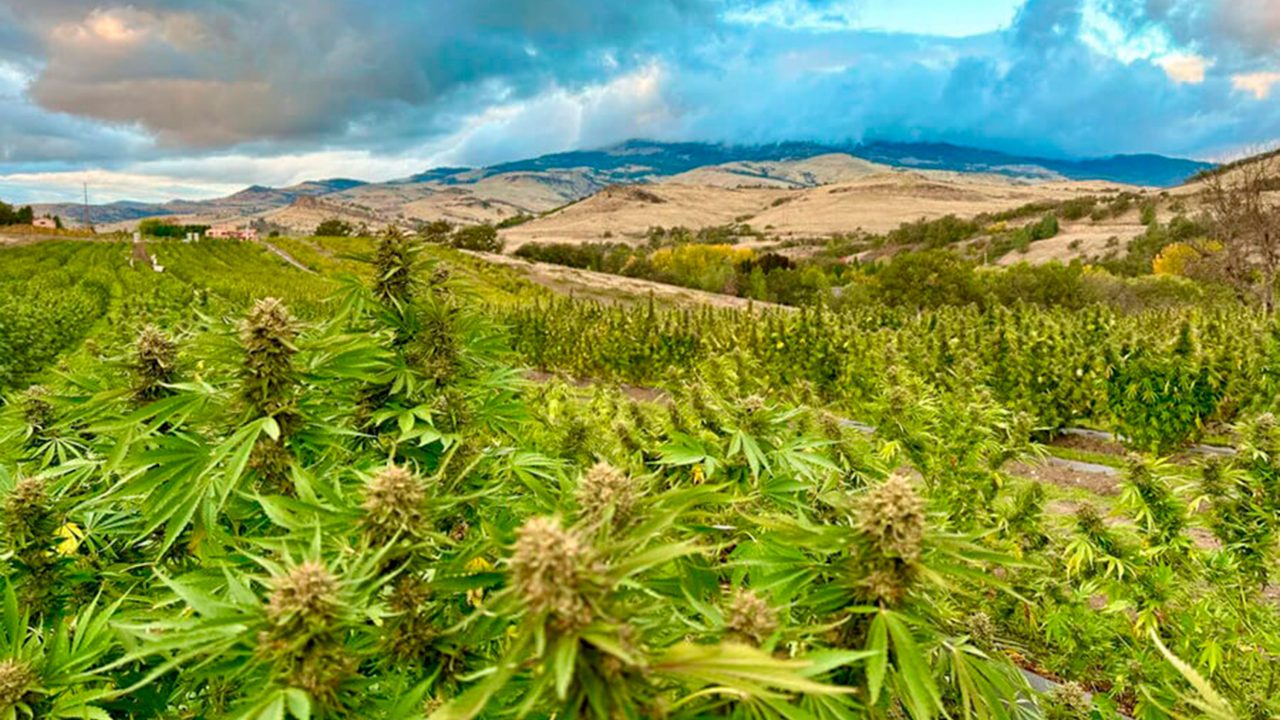 https://www.phoenixmag.com/wp-content/uploads/2024/09/bulk-thca-flower-farm_feature-1280x720.jpg