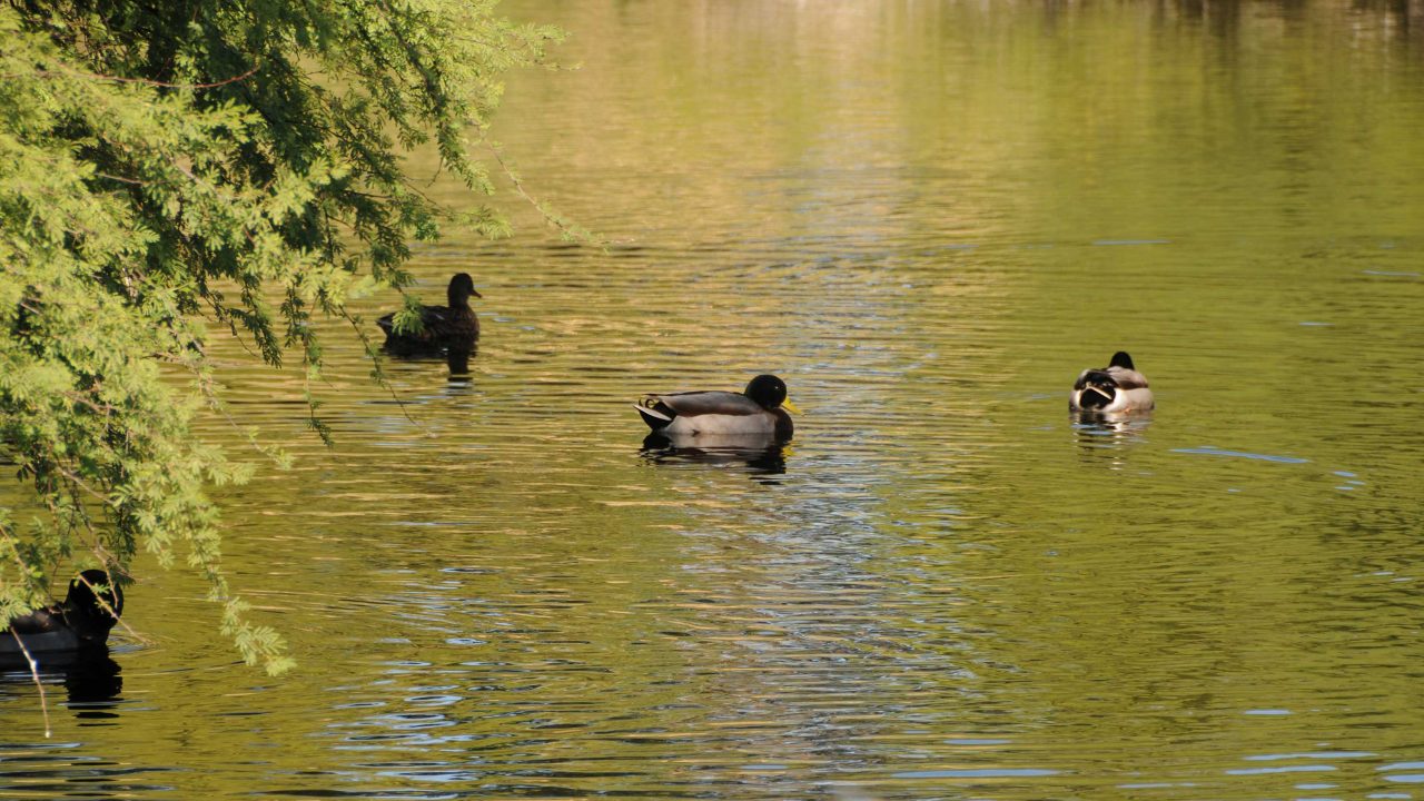 https://www.phoenixmag.com/wp-content/uploads/2024/10/DeckPond407-2-1280x720.jpg