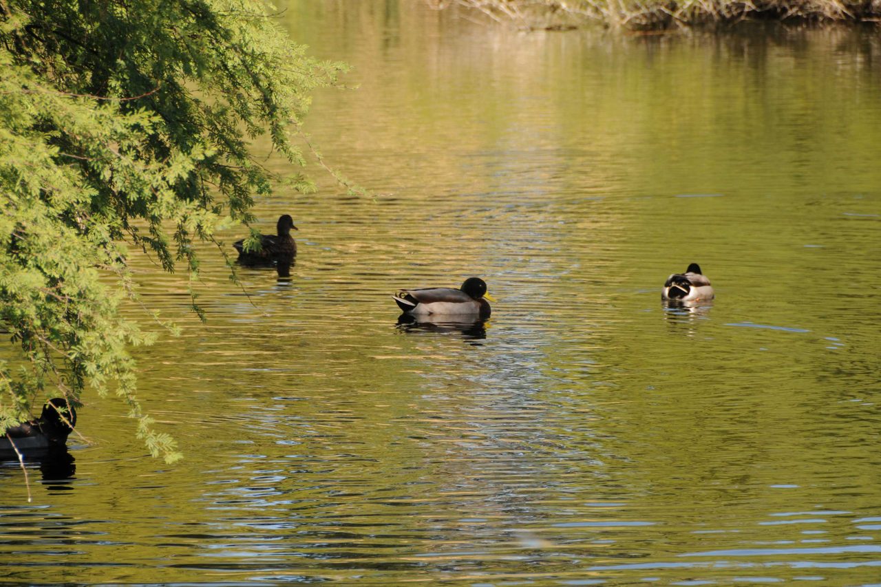 https://www.phoenixmag.com/wp-content/uploads/2024/10/DeckPond407-2-1280x853.jpg