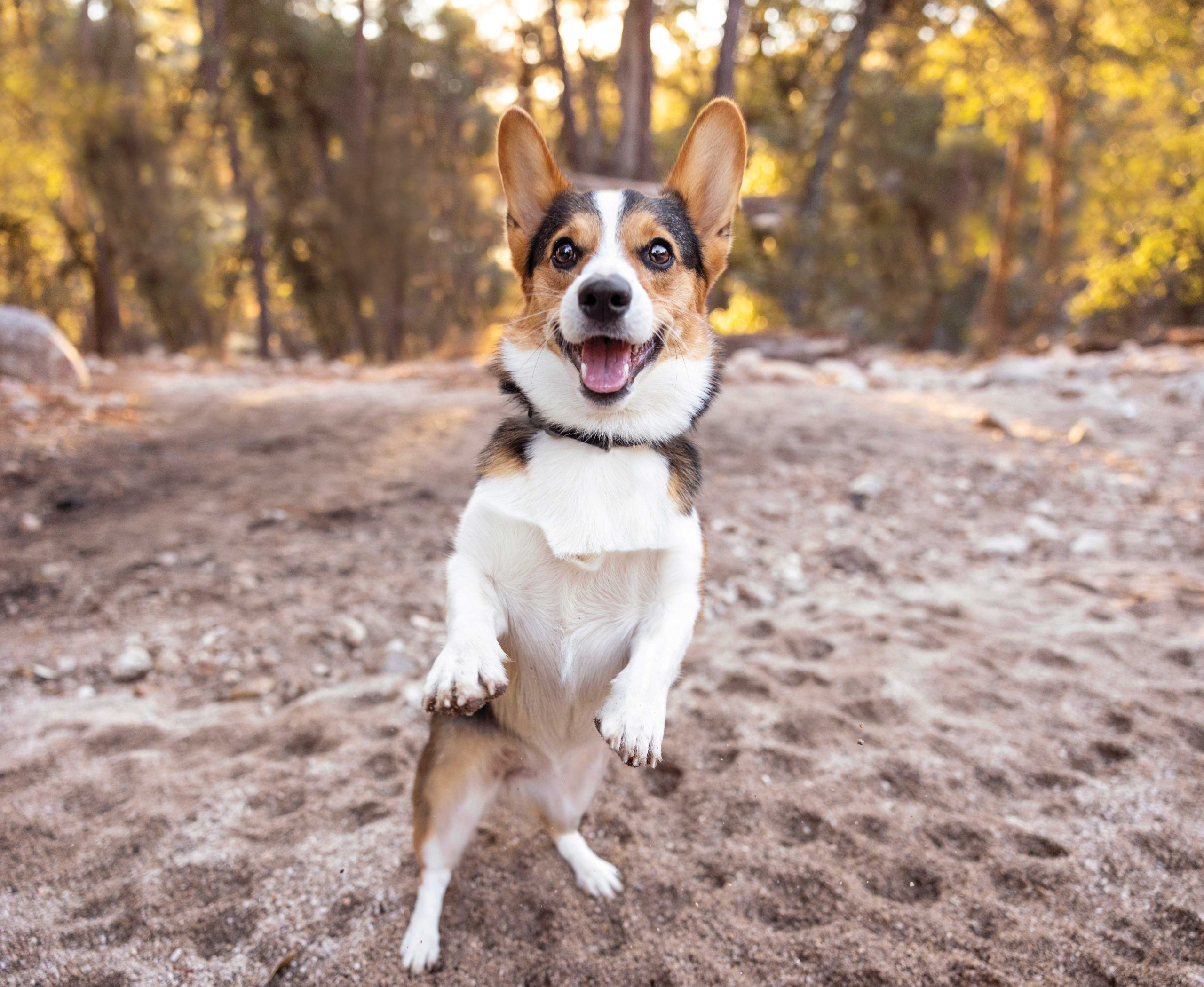 PHM1224PETPHOTO01 https://www.phoenixmag.com/wp-content/uploads/2024/10/PHM1224PETPHOTO01-scaled.jpg