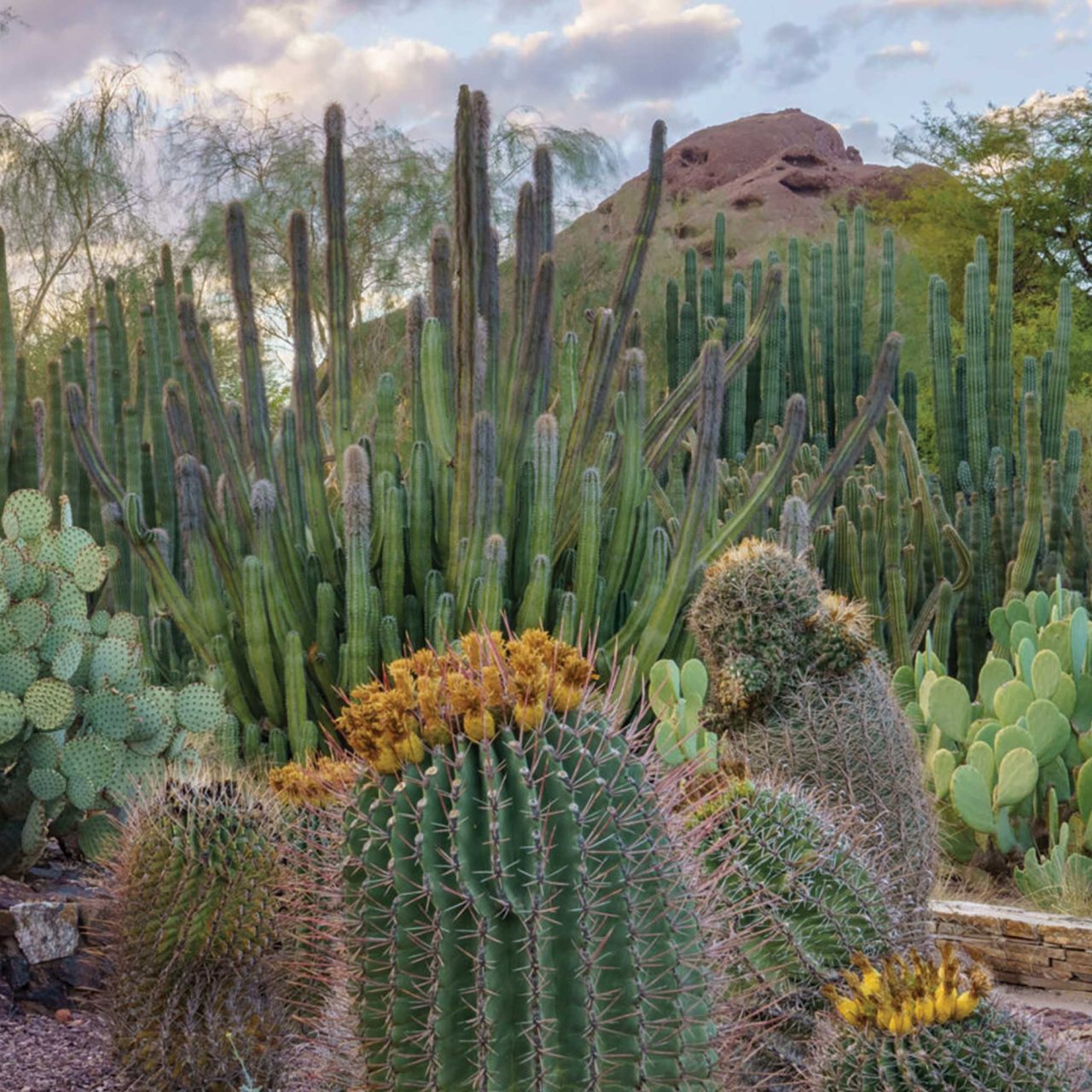 Phoenix’s Best Museums, Art Events and Performance Venues