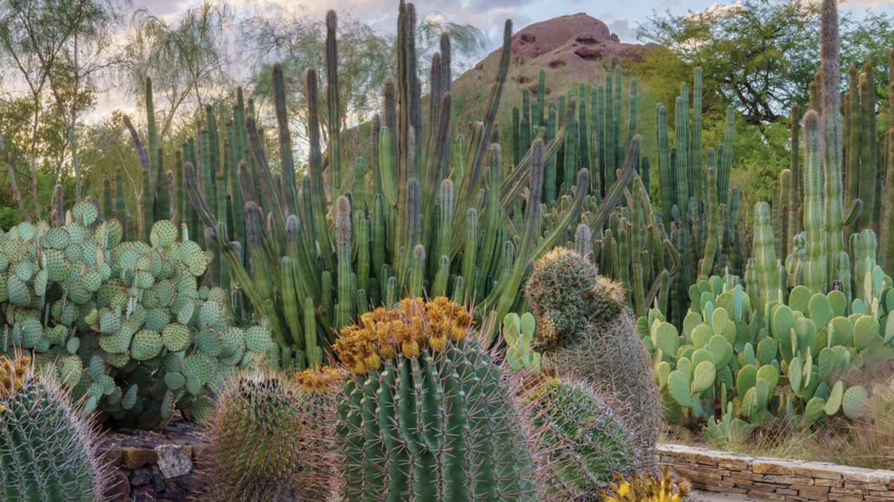 https://www.phoenixmag.com/wp-content/uploads/2024/10/featCTYG2025Arts09-1280x720.jpg