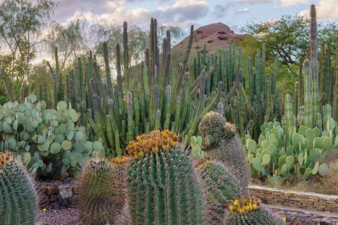 Phoenix’s Best Museums, Art Events and Performance Venues
