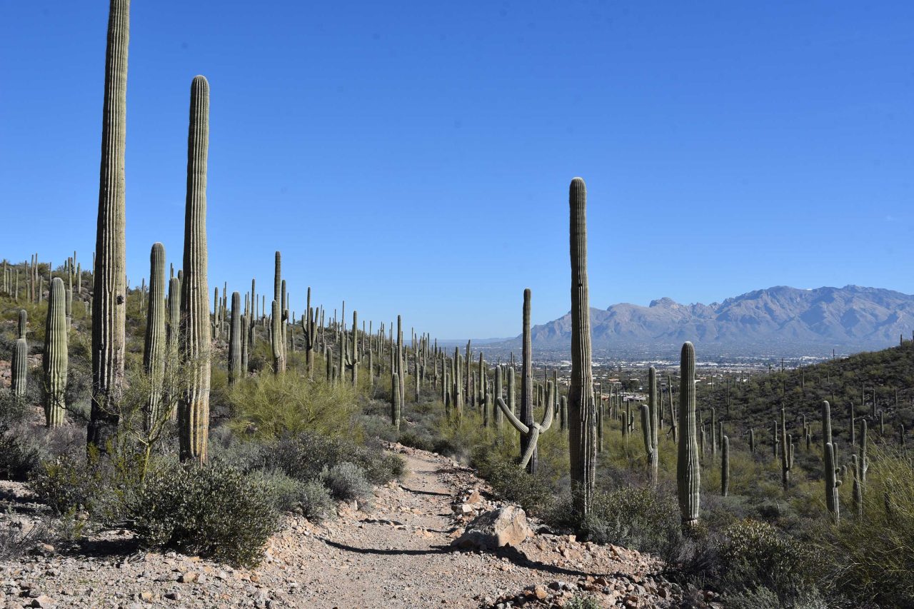 https://www.phoenixmag.com/wp-content/uploads/2024/11/CTYG2025Hike01-1280x853.jpg