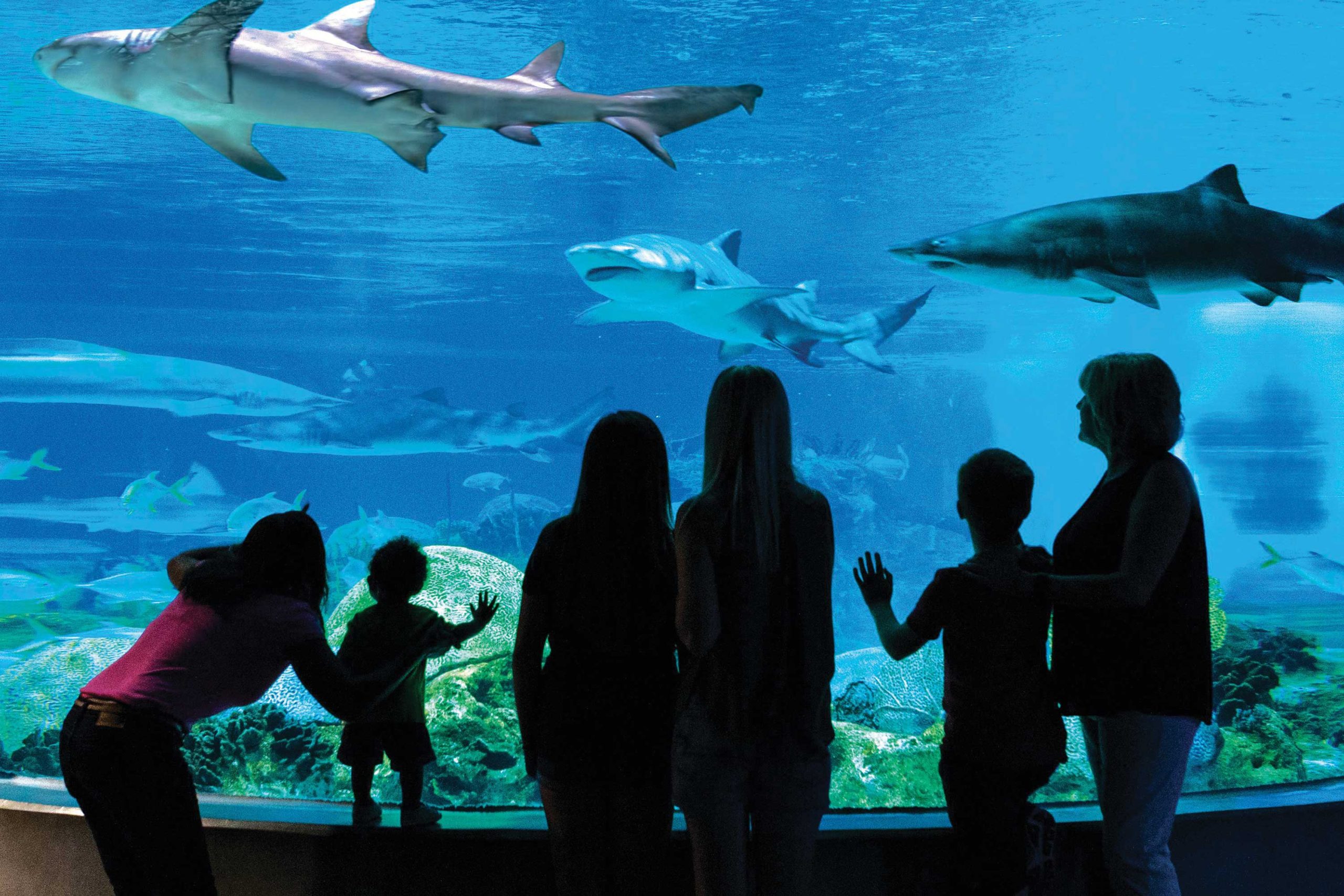 courtesy ODYSEA AQUARIUM