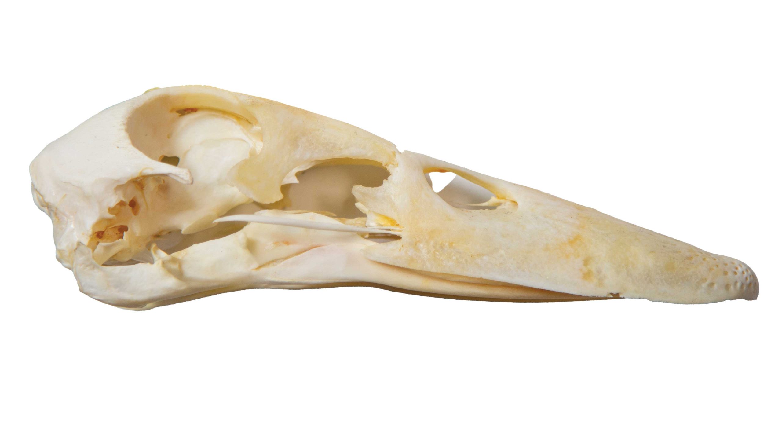 PHM0425CU06 https://www.phoenixmag.com/wp-content/uploads/2025/03/PHM0425CU06-scaled.jpg