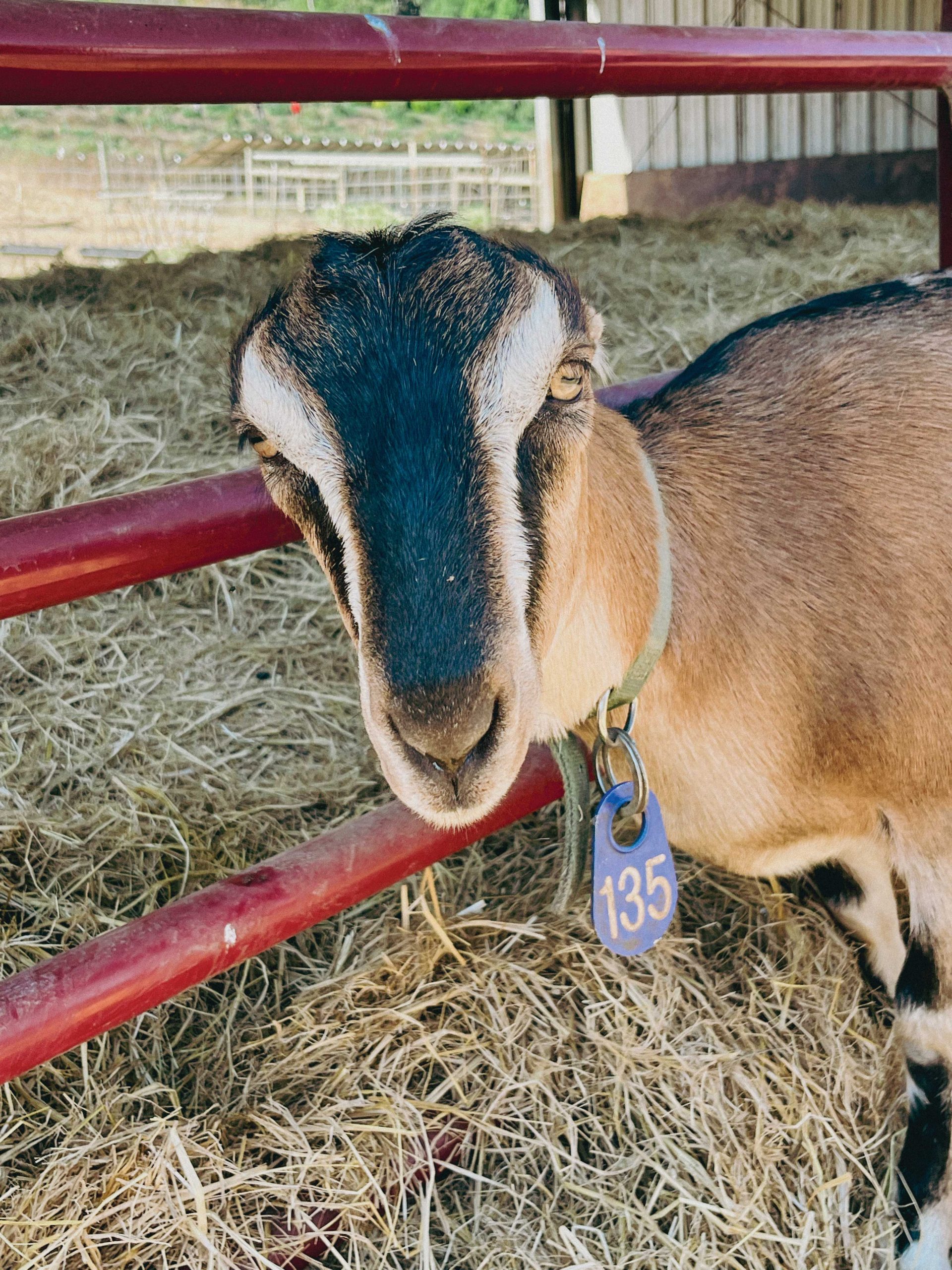 goat at Stepladder Creamery goat at Stepladder Creamery