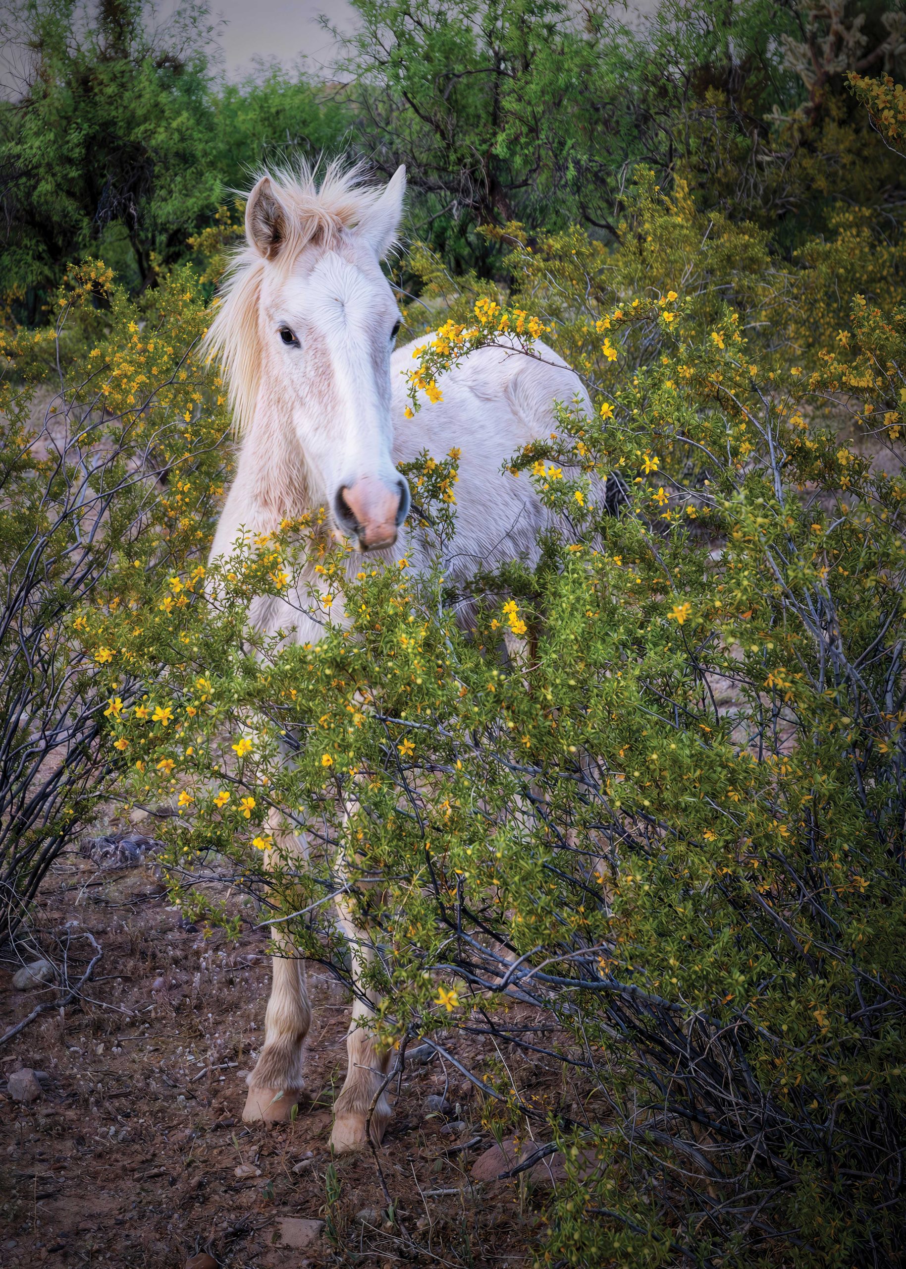 PHM0625SRHORSE02 https://www.phoenixmag.com/wp-content/uploads/2025/04/PHM0625SRHORSE02-scaled.jpg