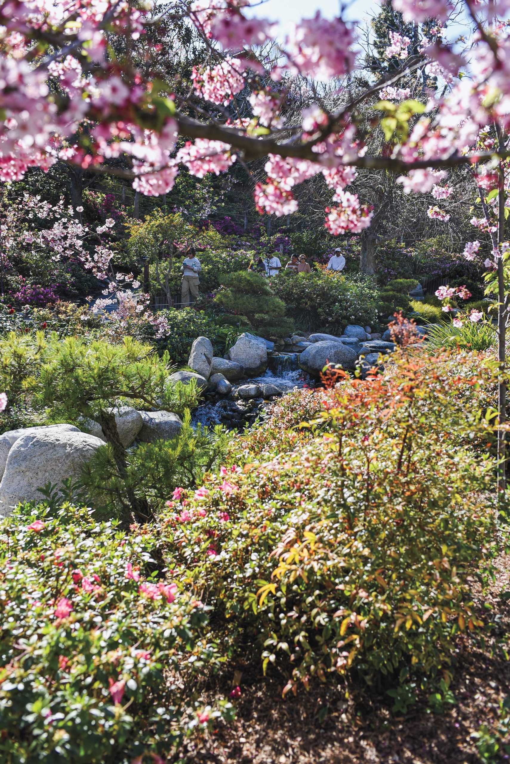 Japanese Friendship Garden & Museum. Photo by Johann Milios Japanese Friendship Garden & Museum. Photo by Johann Milios