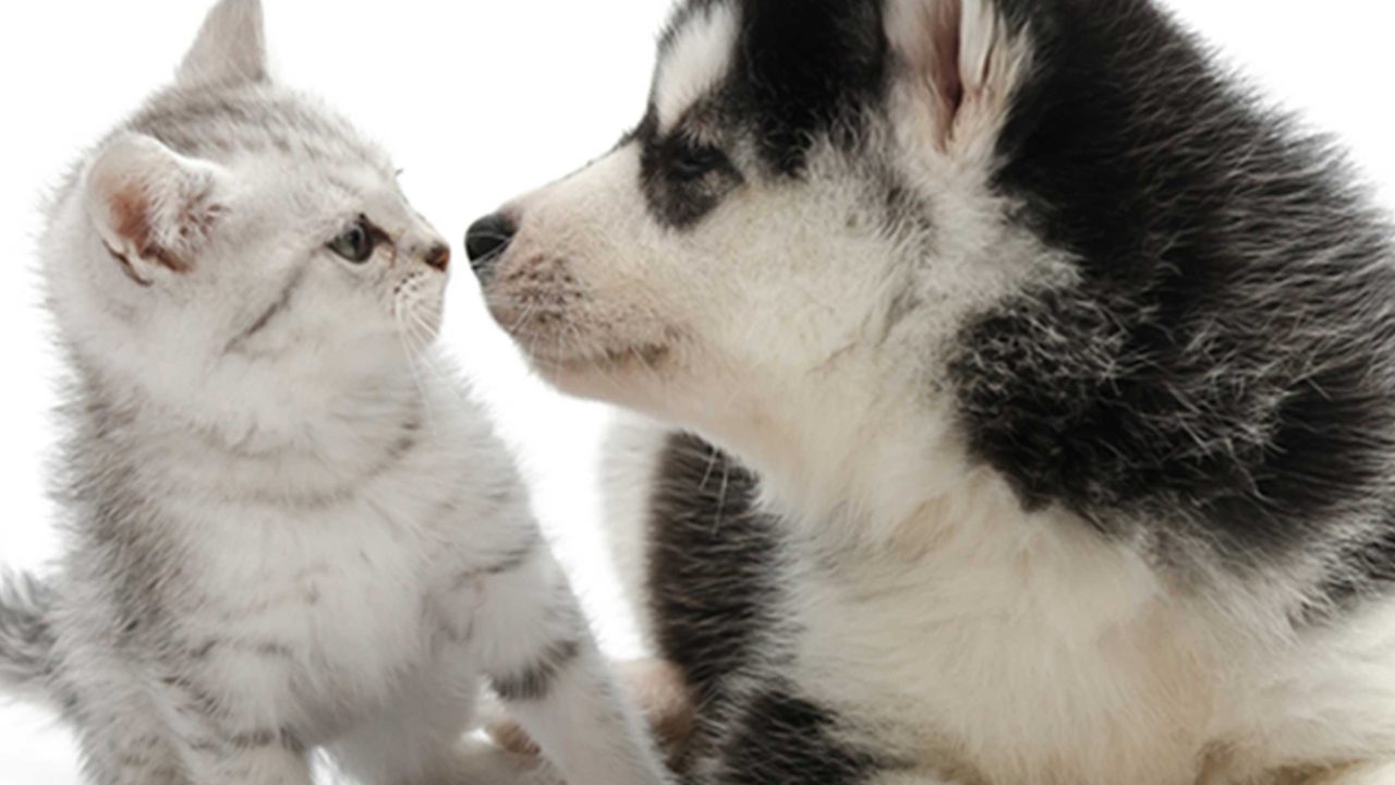 https://www.phoenixmag.com/wp-content/uploads/2025/05/featured-pets-1280x720.jpg