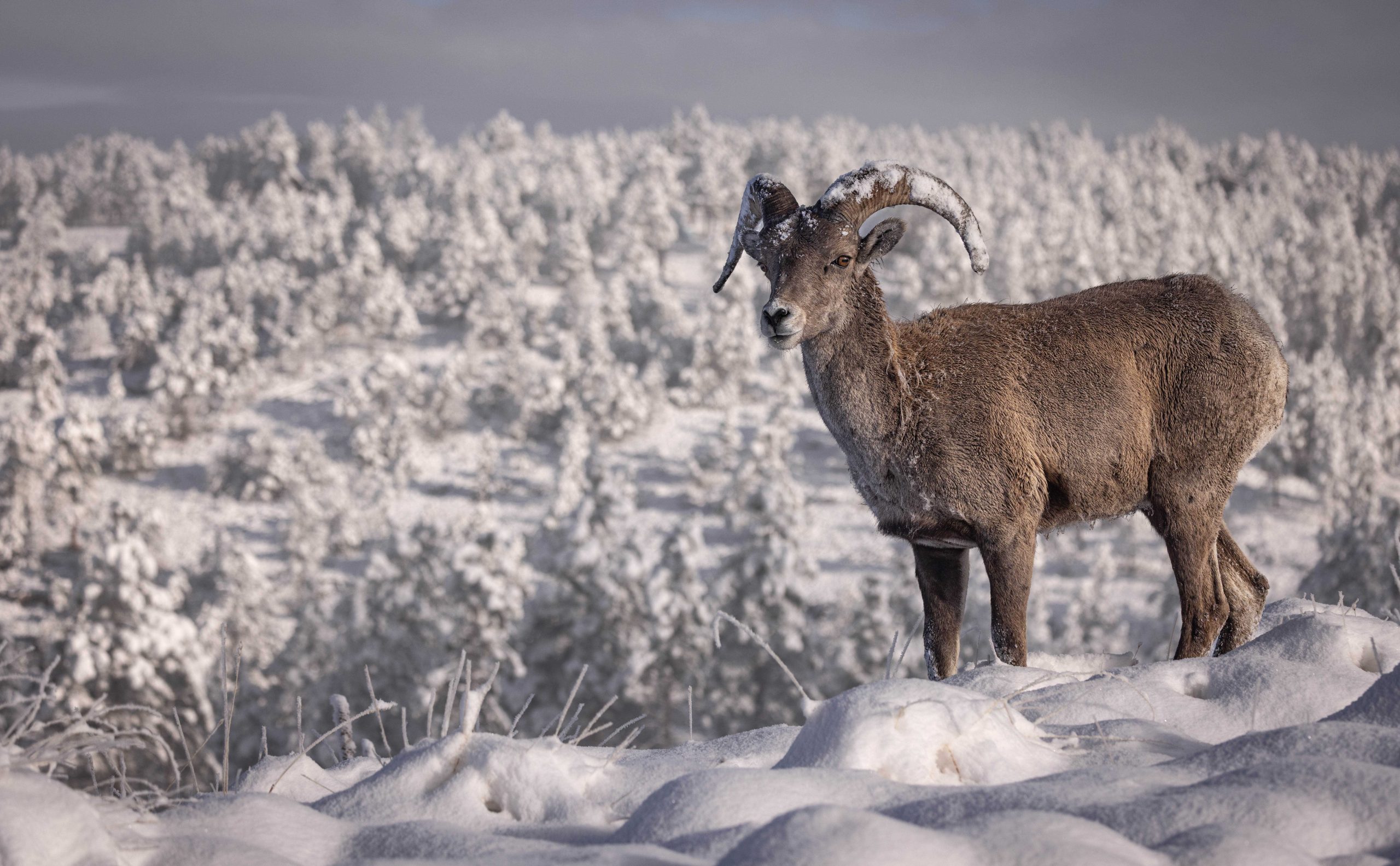 Big_horn_snow_ritter https://www.phoenixmag.com/wp-content/uploads/2025/08/Big_horn_snow_ritter-scaled.jpg