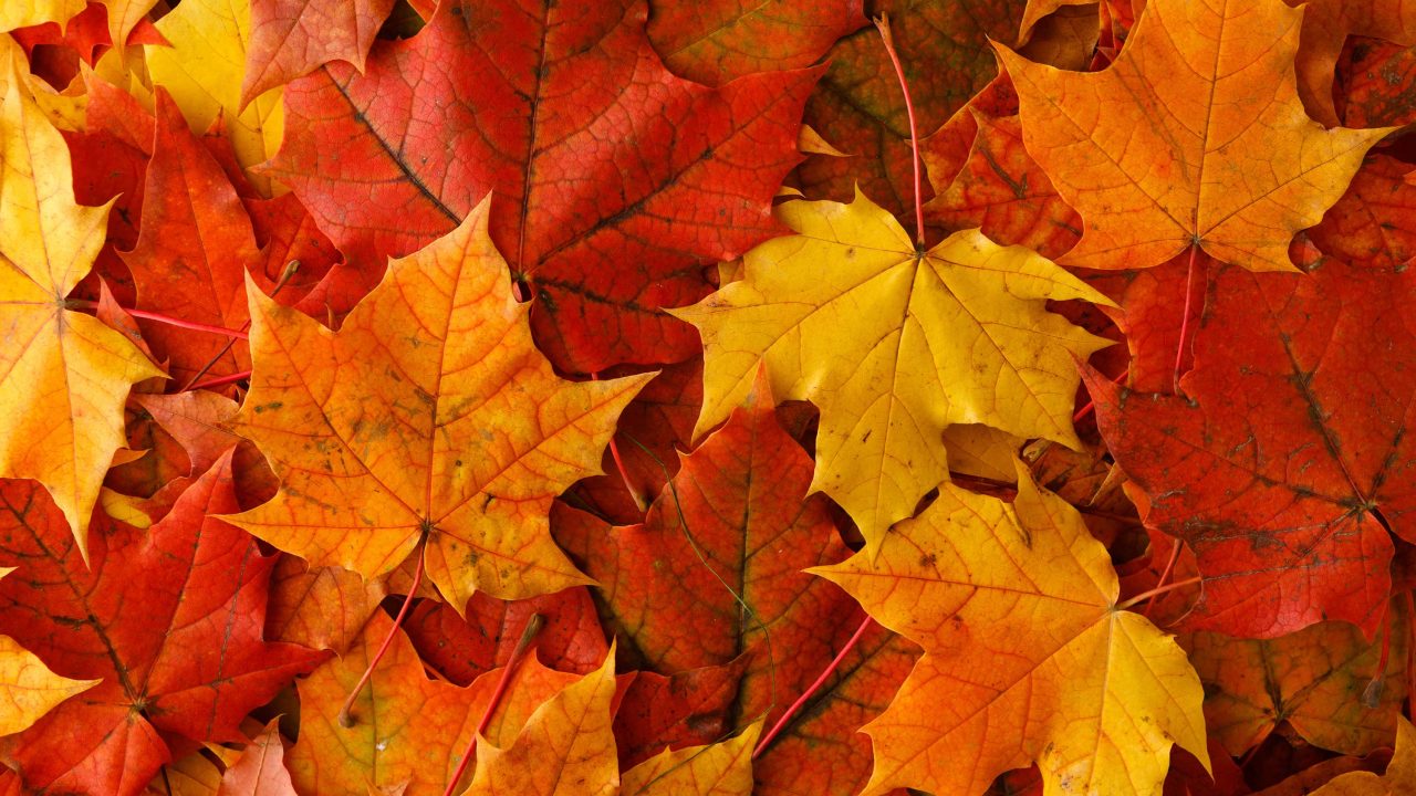 https://www.phoenixmag.com/wp-content/uploads/2025/08/fall-foliage-1280x720.jpg